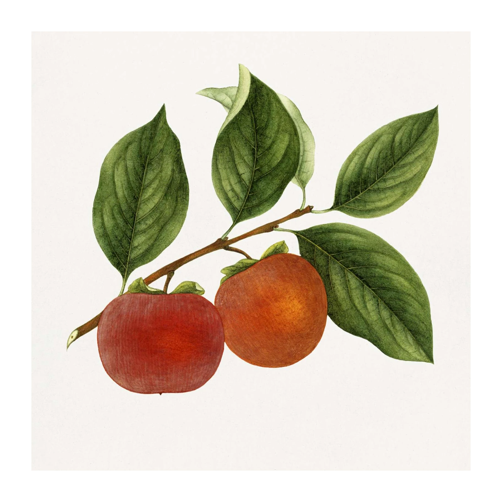 Vintage Persimmon Botanical Art Wall Art