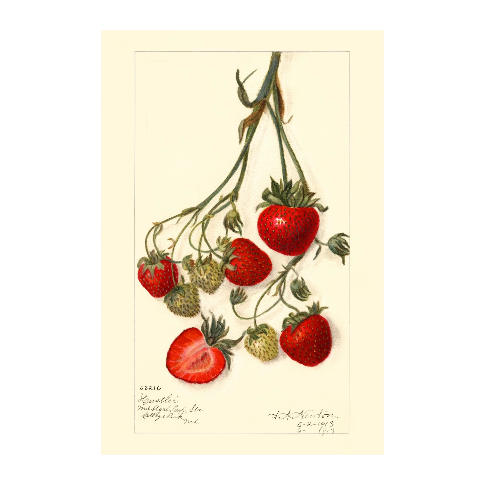 Vintage Strawberry Botanical Art Wall Art