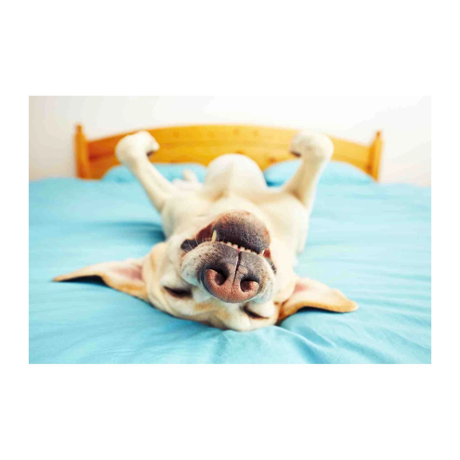 Happy Dog Relaxing on Bed Wall Art