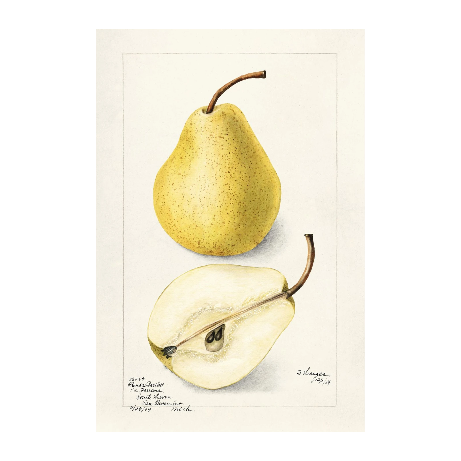Botanical Pear Still Life Wall Art