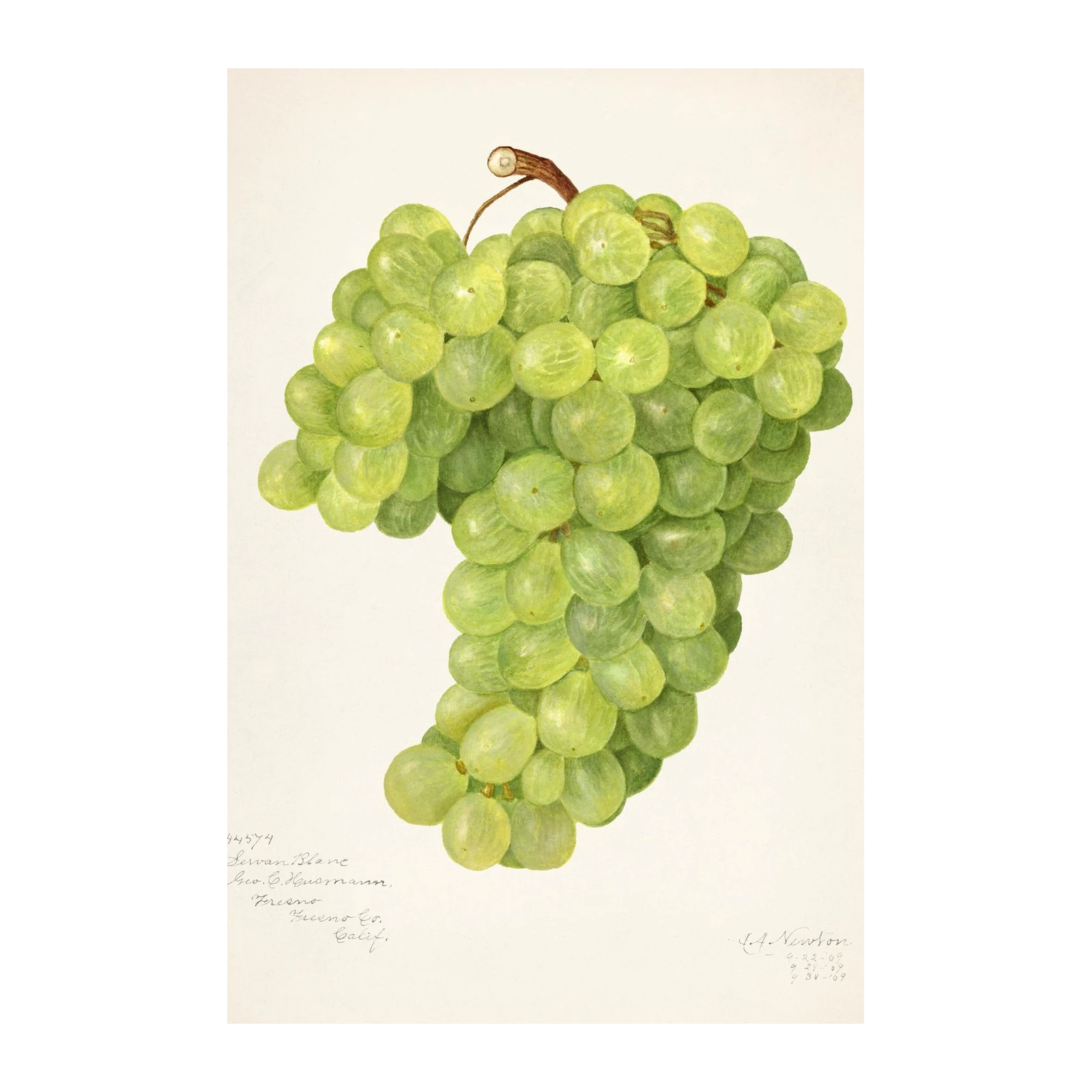 Vibrant Green Grapes Botanical Art Wall Art