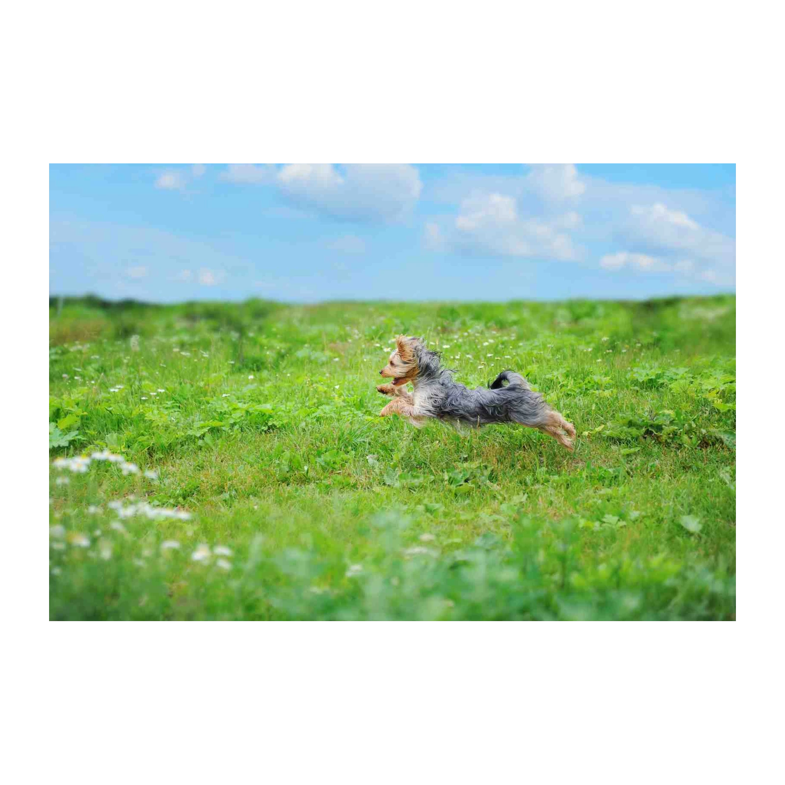 Joyful Yorkshire Terrier Field Run Wall Art