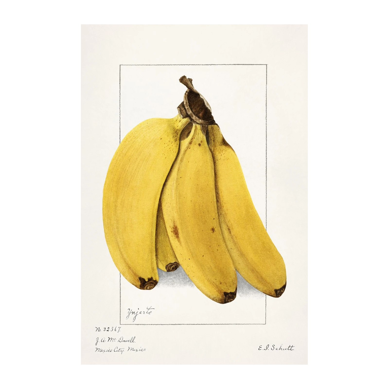 Vibrant Bananas Botanical Art Wall Art