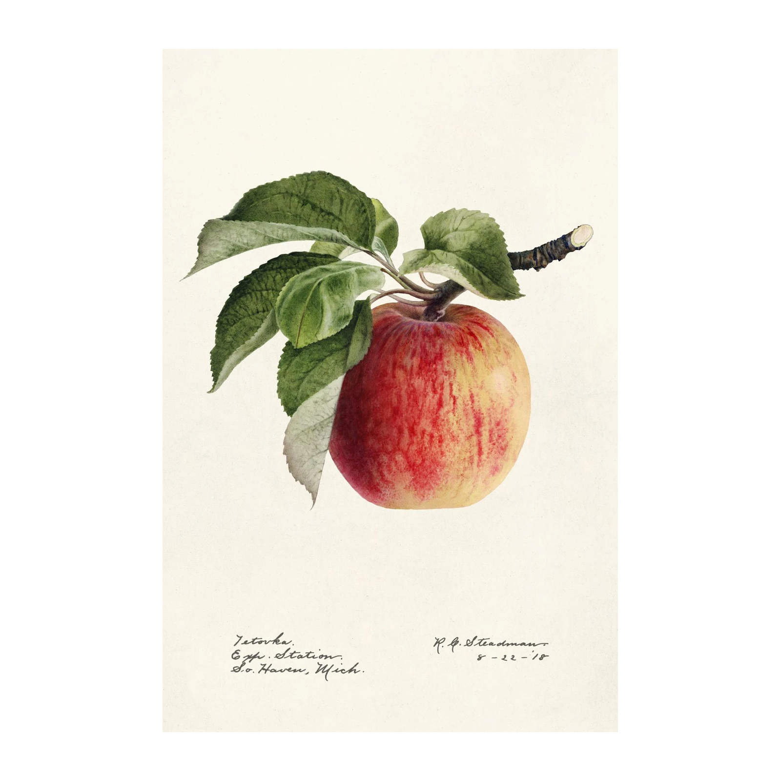 Vintage Apple Botanical Art Wall Art