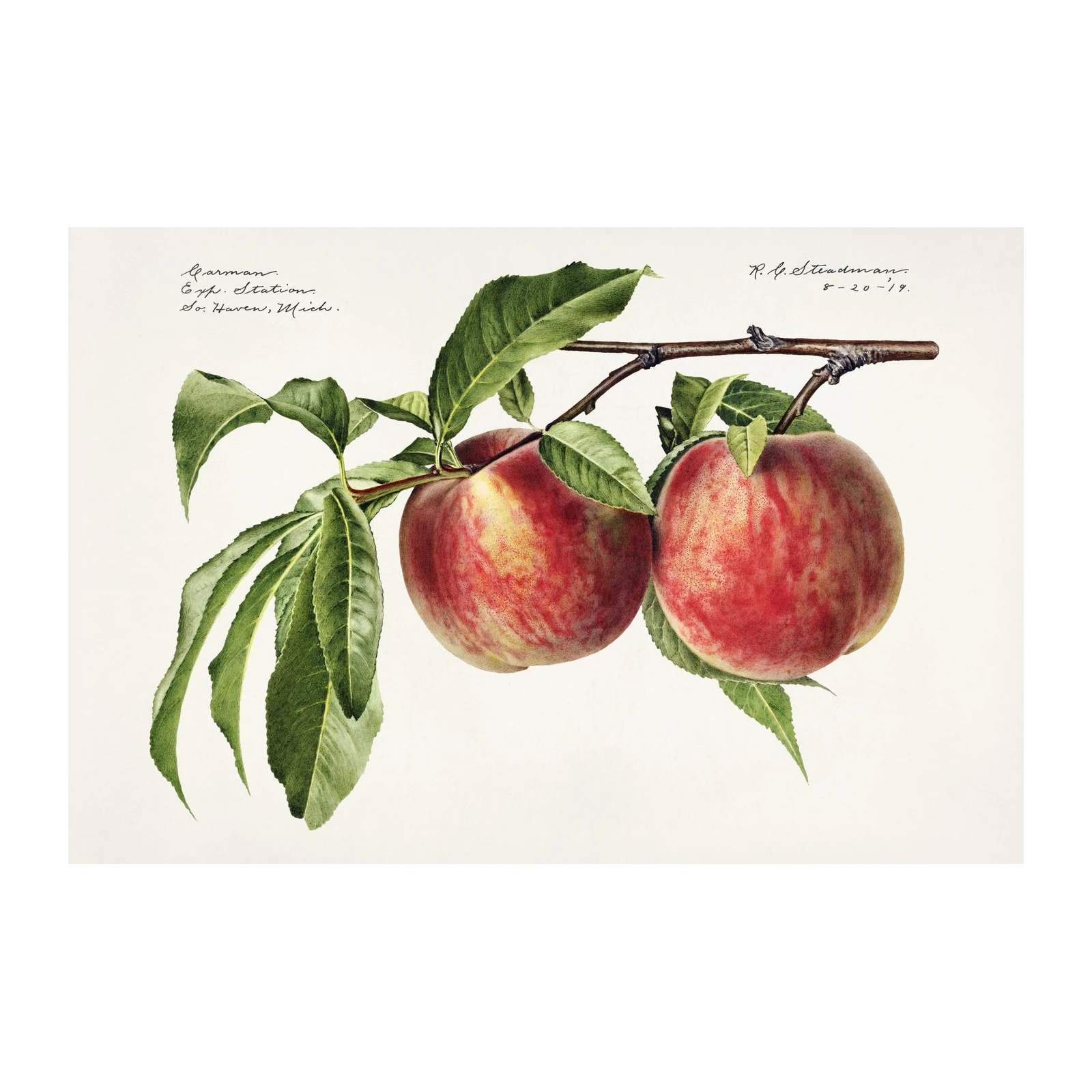 Botanical Peach Branch Wall Art - Vintage Fruit Art