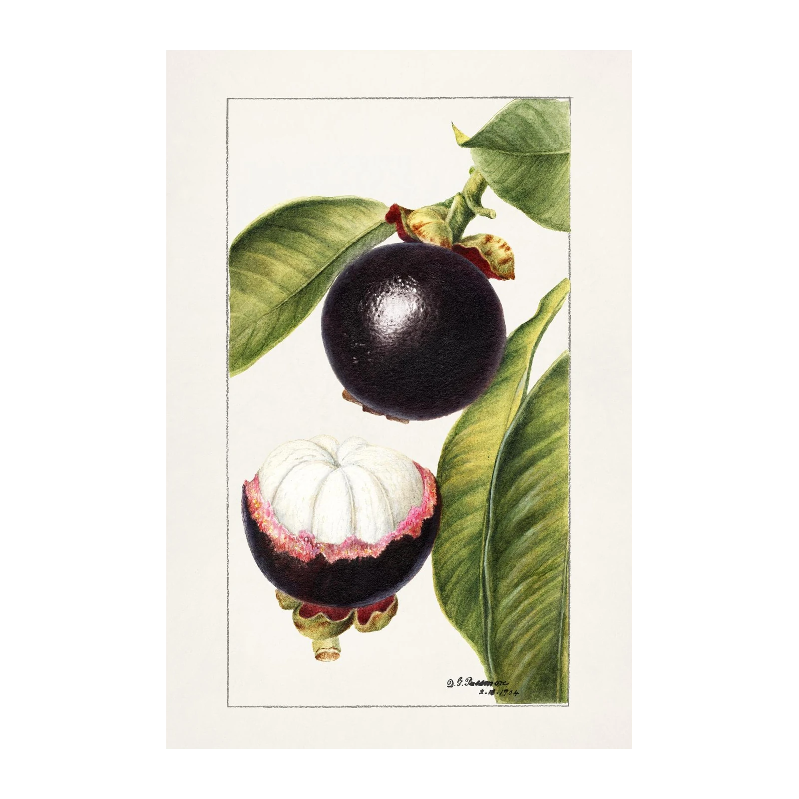 Vintage Mangosteen Botanical Art Wall Art