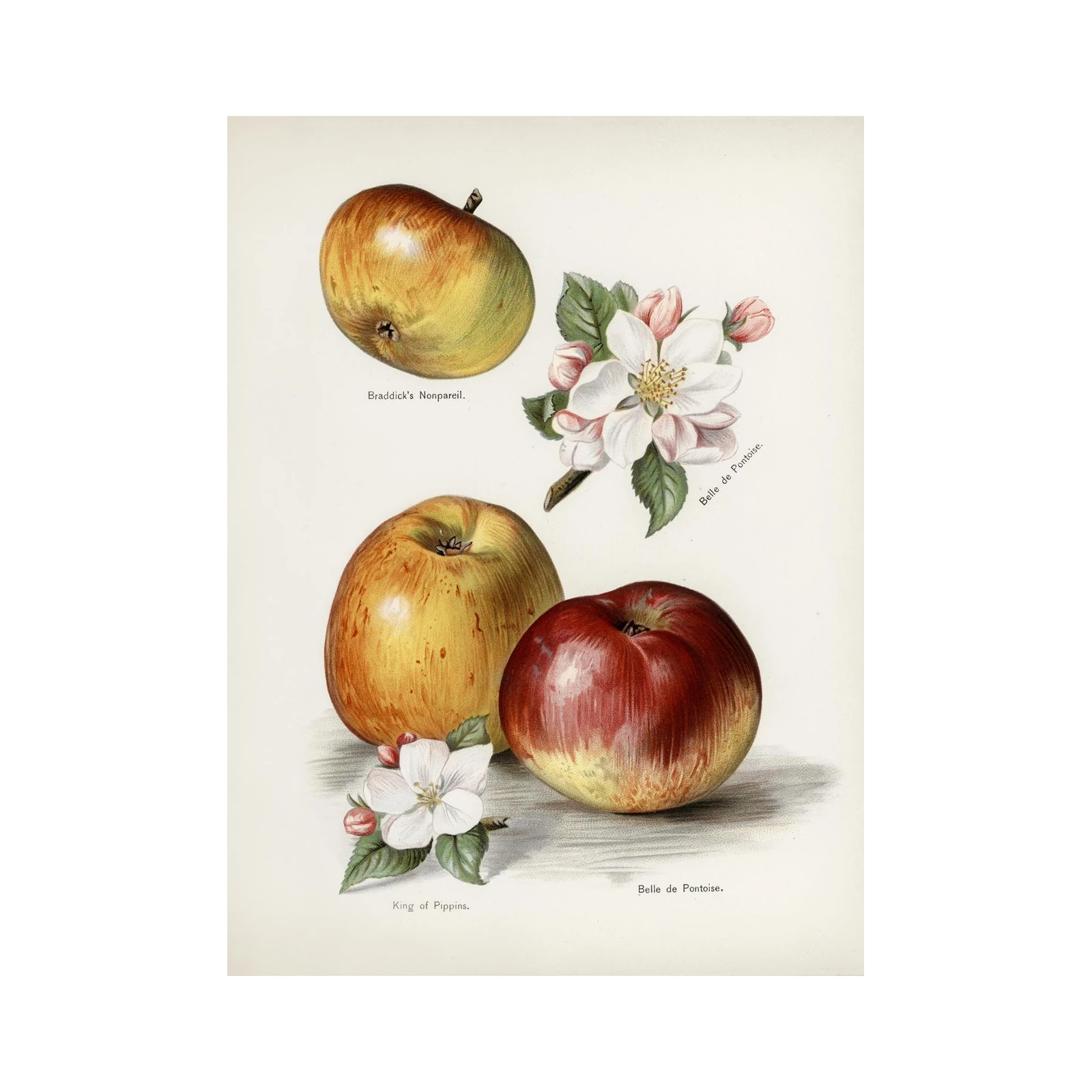Vintage Apple Varieties & Blossoms Wall Art