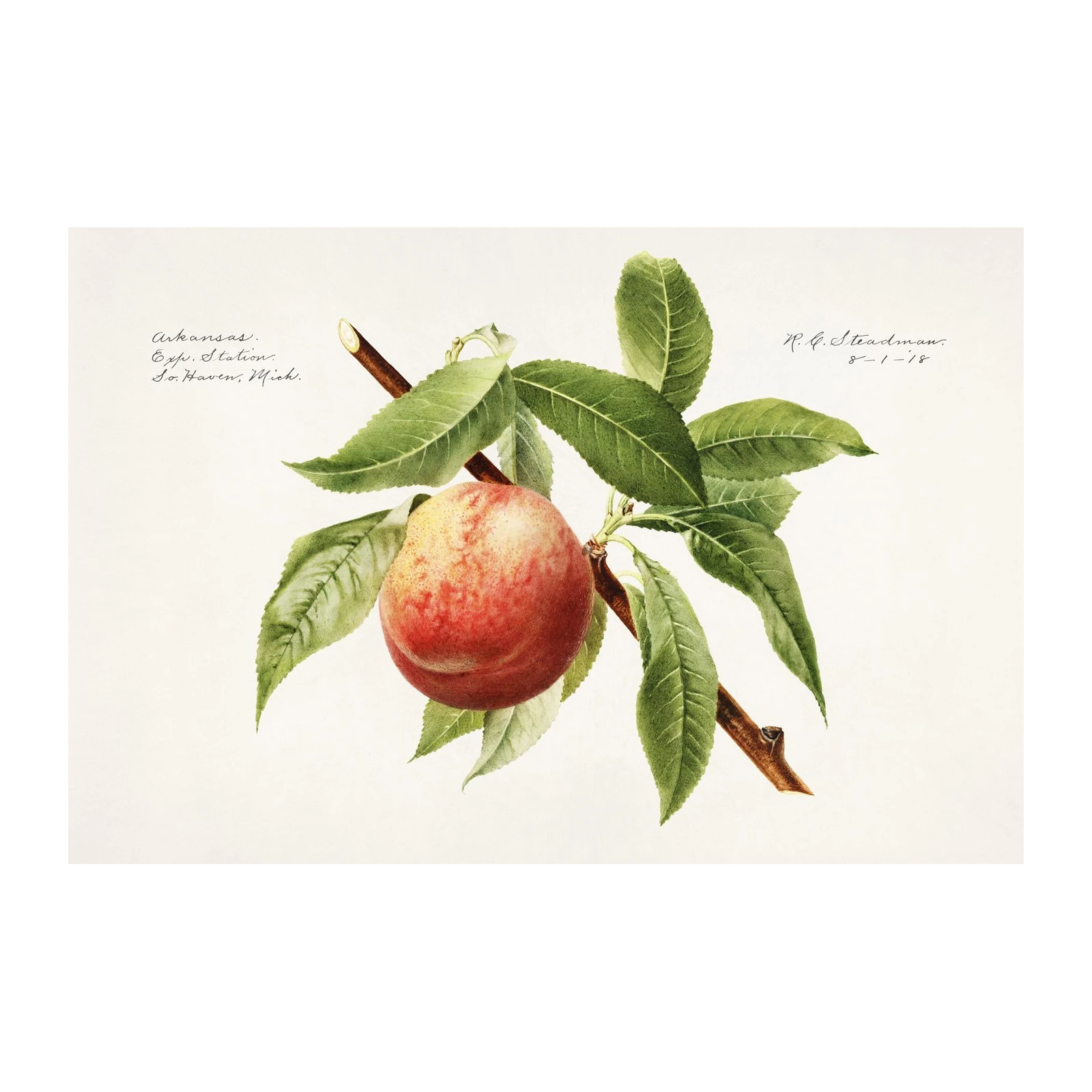 Vintage Peach Botanical Art Wall Art