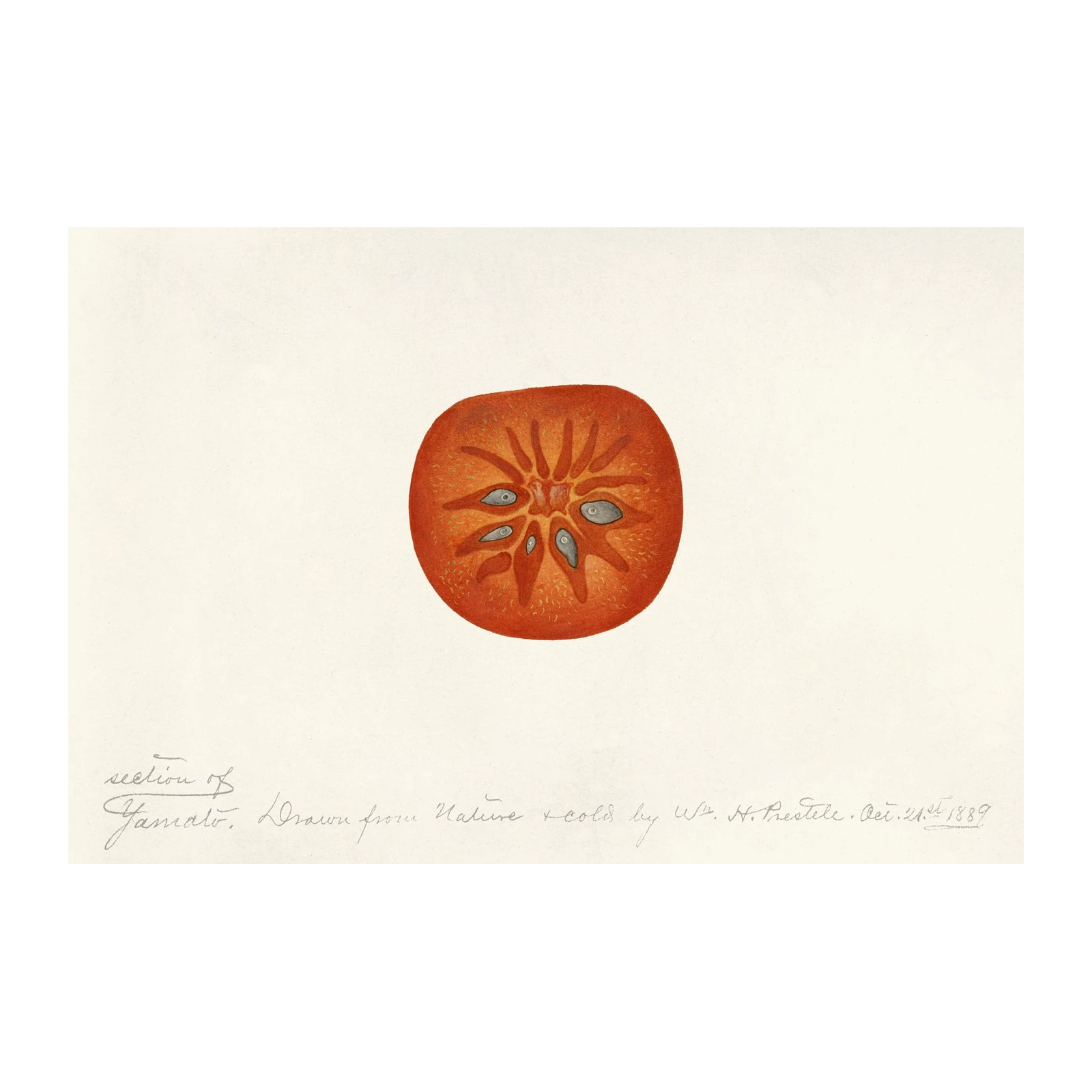 Vintage Tomato Section Botanical Art Wall Art