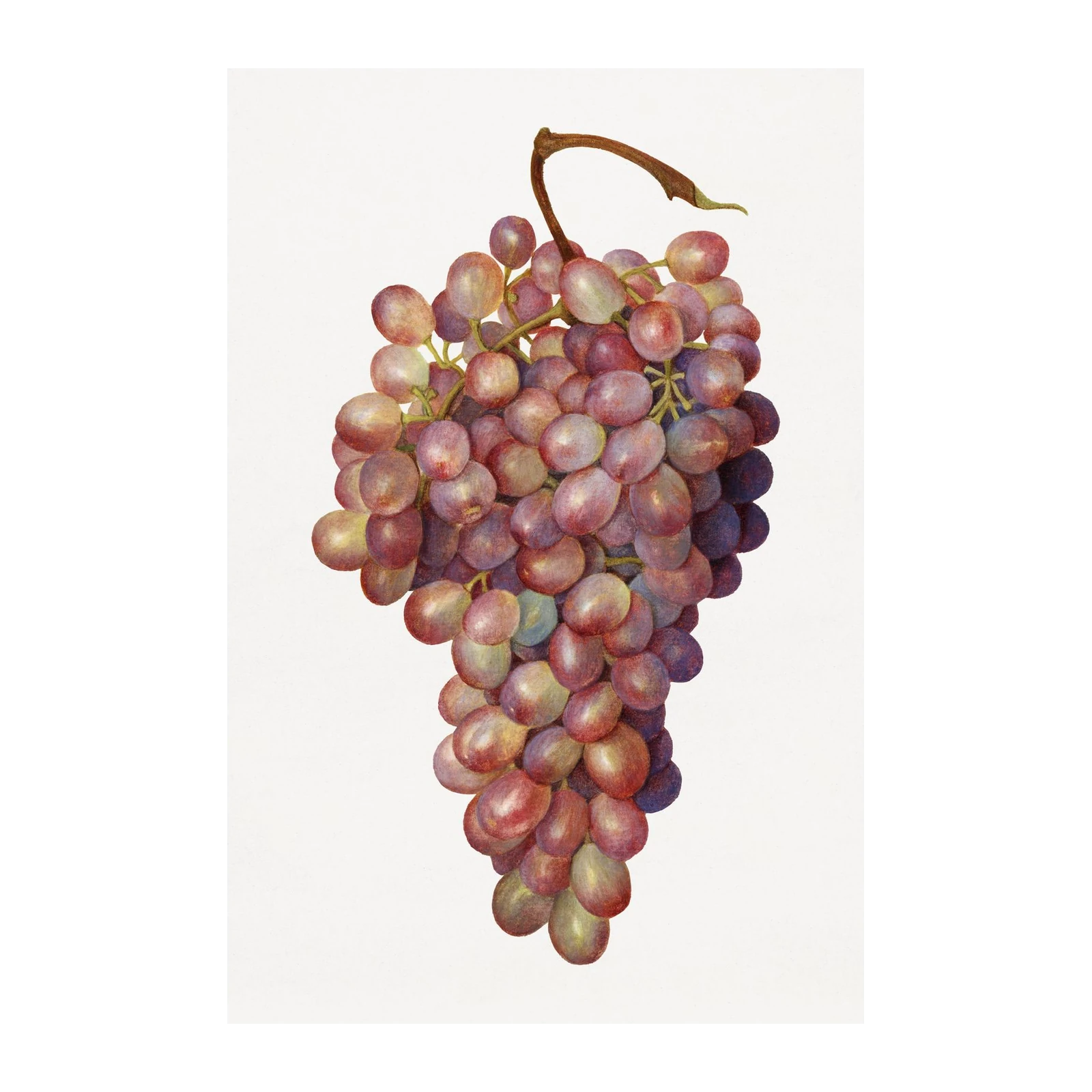 Vibrant Red Grapes Botanical Art Wall Art