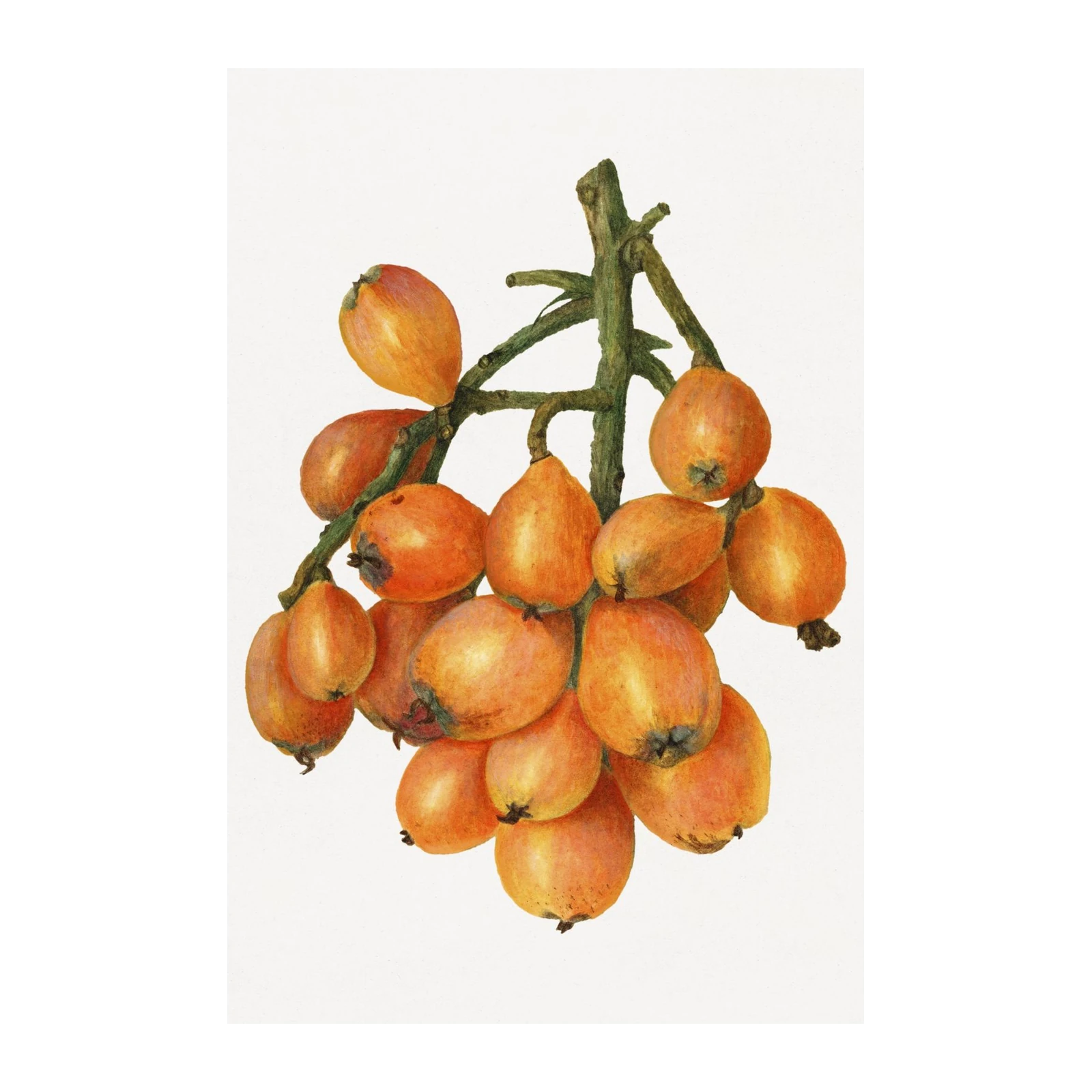 Botanical Loquat Fruit Watercolor Wall Art