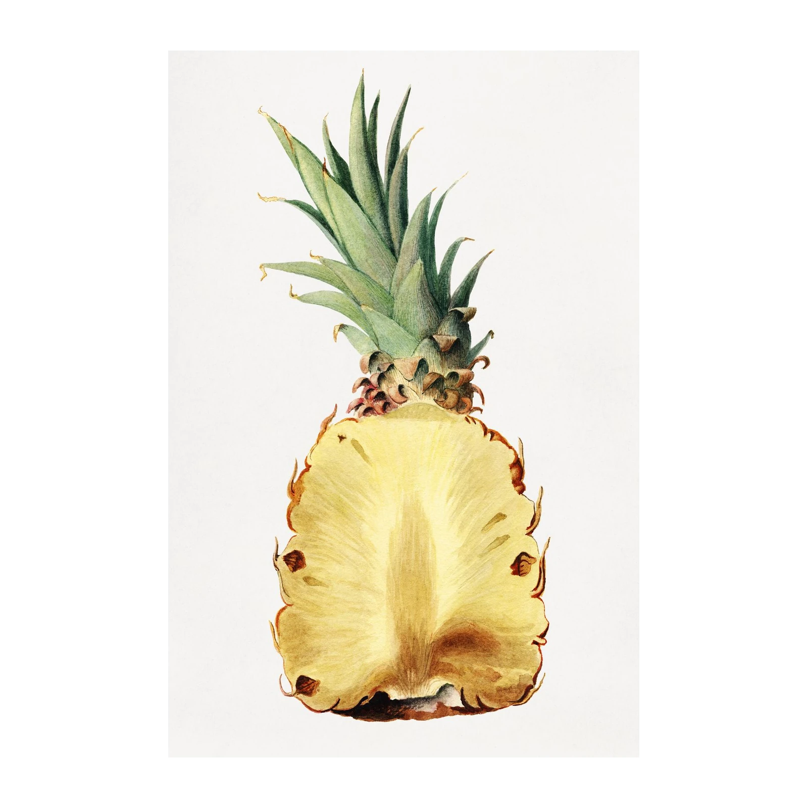 Botanical Pineapple Slice Wall Art