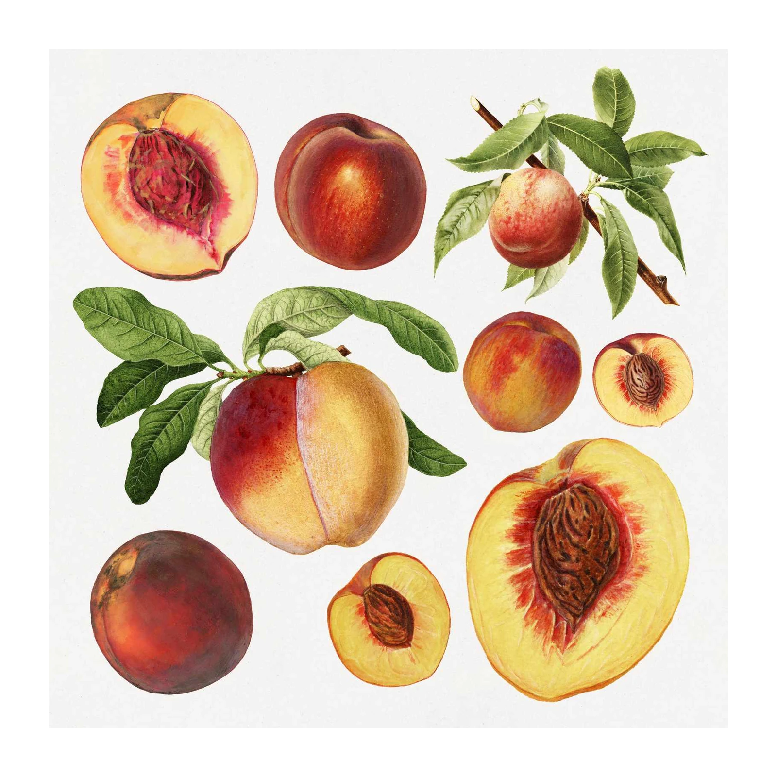 Vintage Peach Botanical Illustration Wall Art