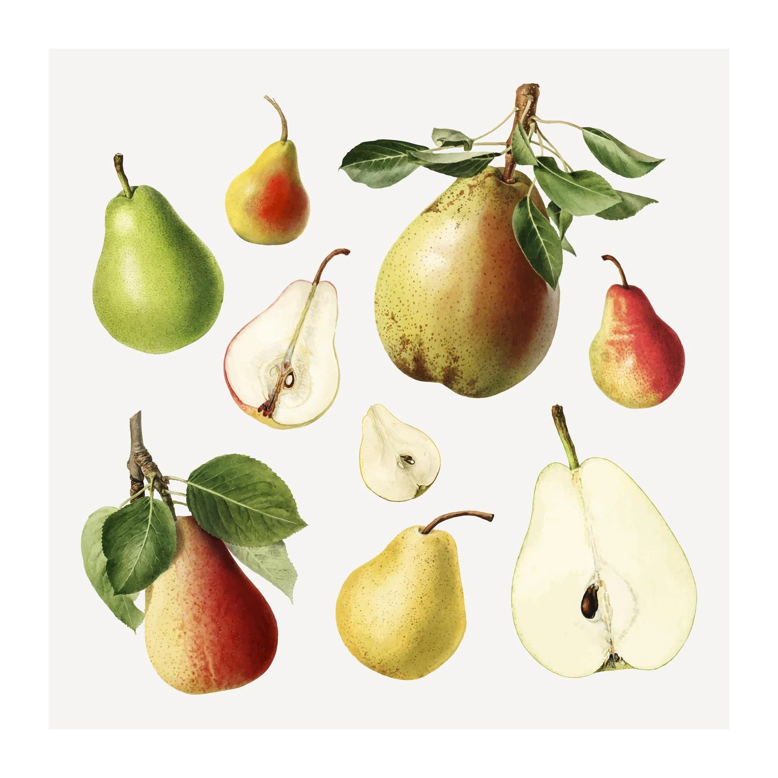 Vintage Pear Botanical Art Wall Art