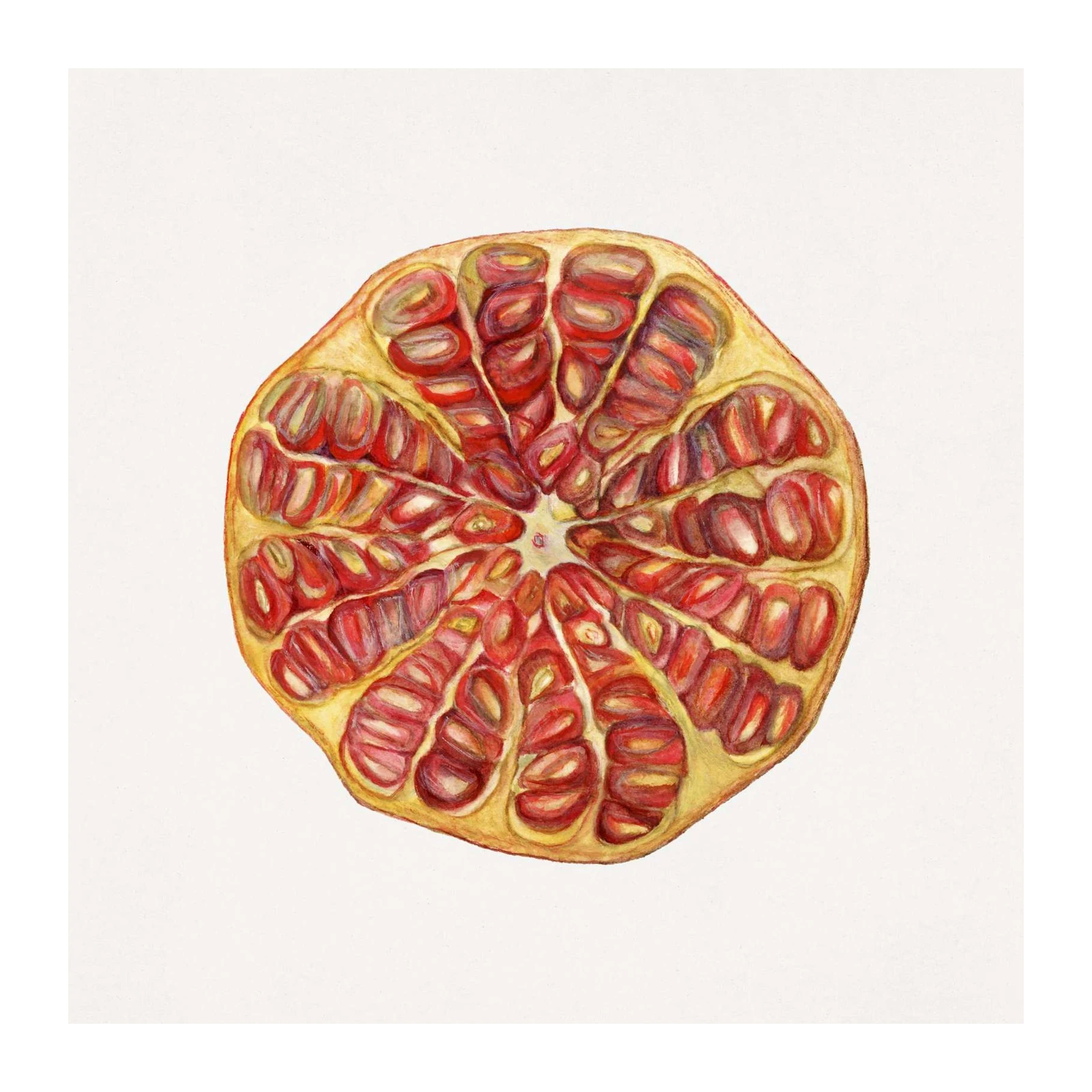 Vibrant Pomegranate Slice Botanical Art Wall Art
