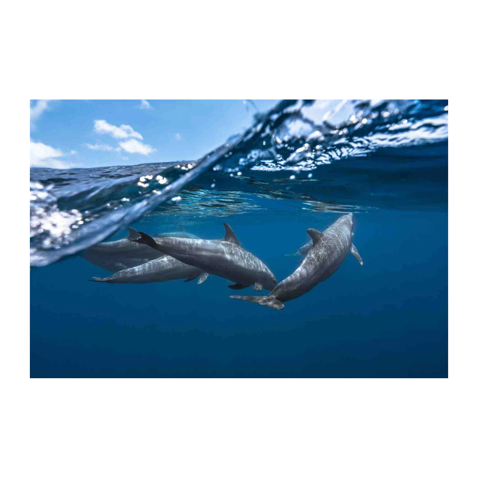 Majestic Dolphin Pod Ocean Art Wall Art