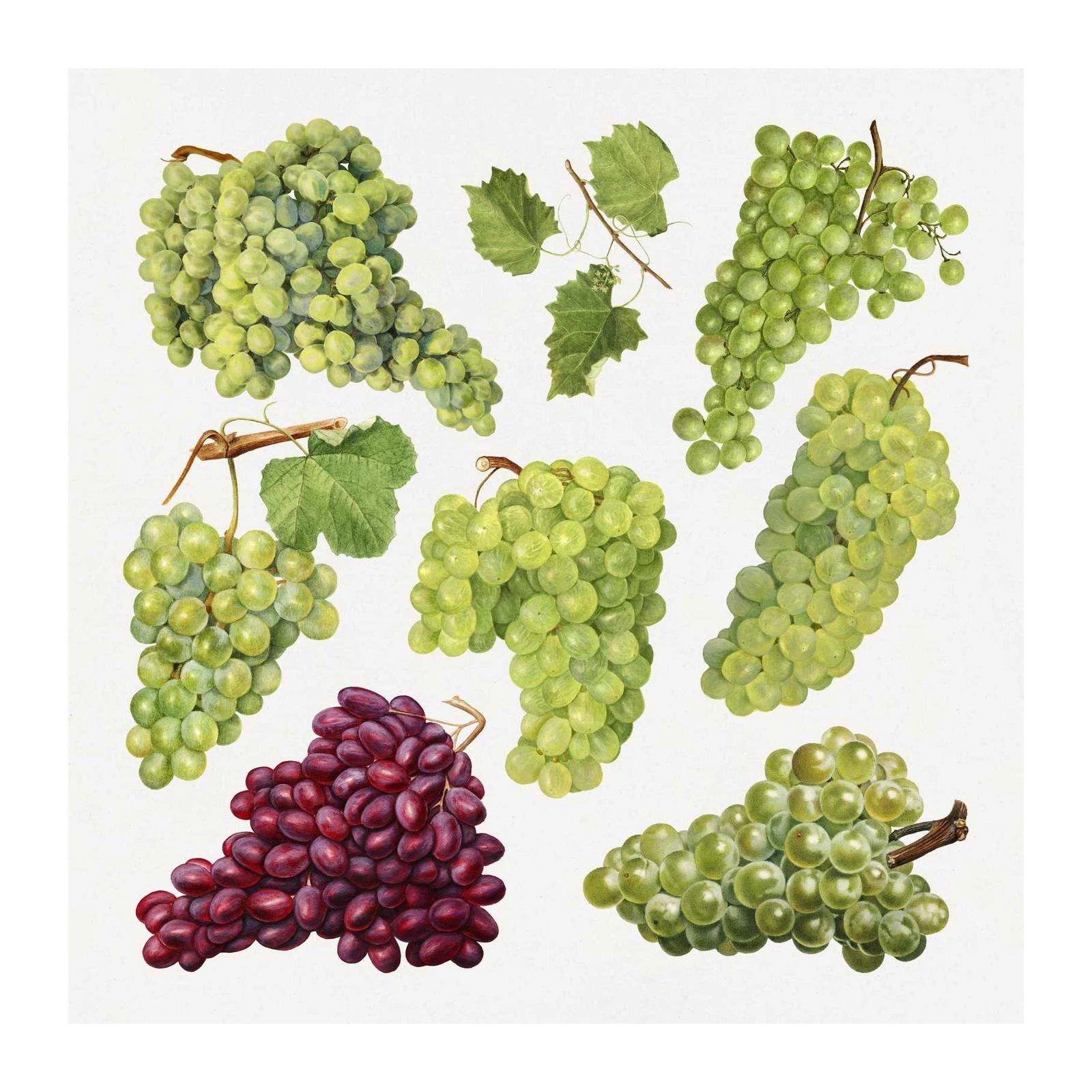 Vintage Grapes Botanical Art Wall Art