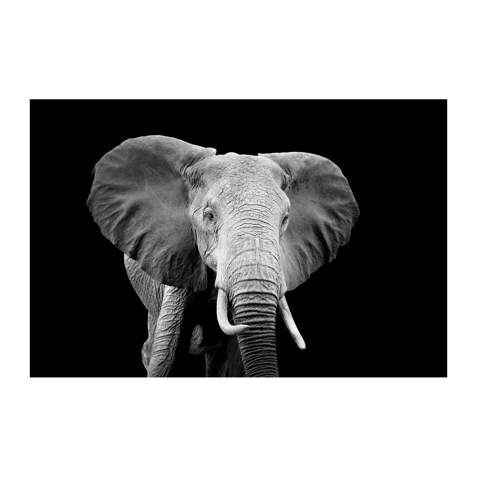 Majestic Elephant Portrait Black and White Wall Art