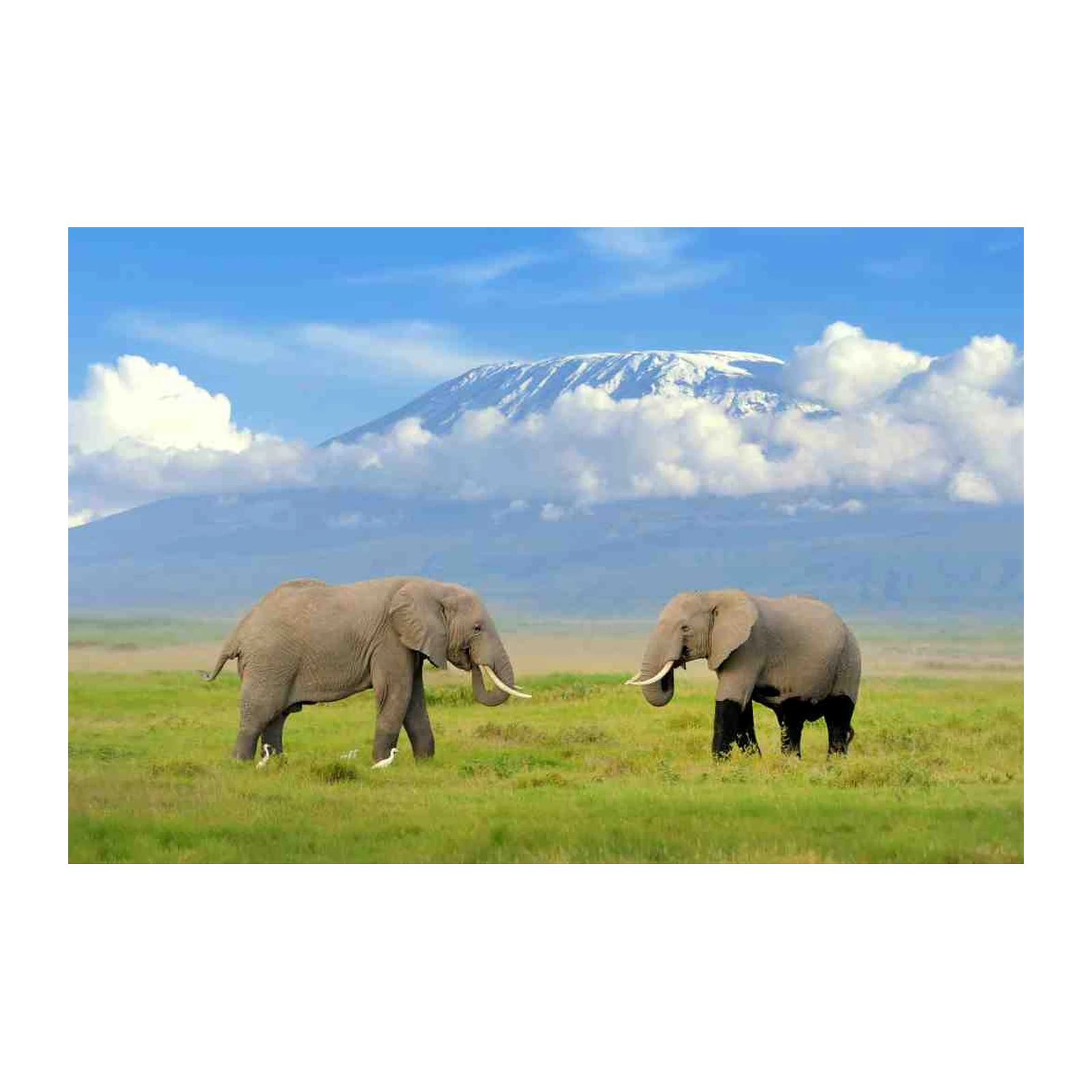 Majestic Elephants Kilimanjaro Wall Art