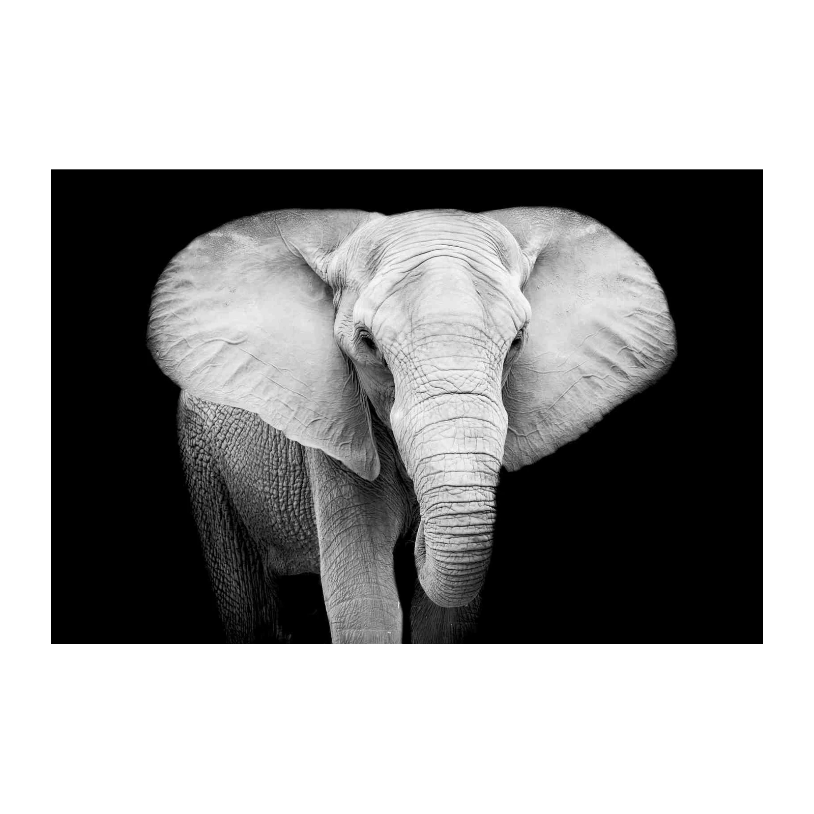 Majestic Elephant Portrait Black & White Wall Art