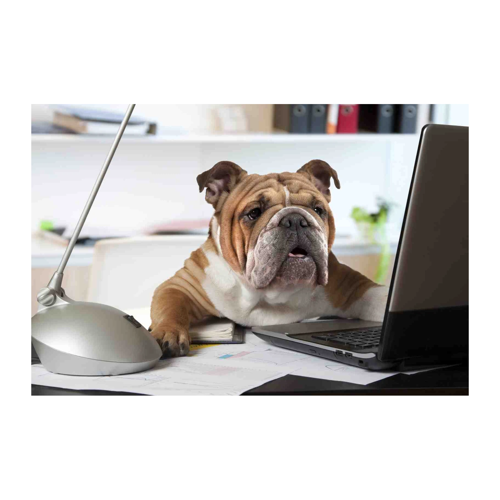 Funny Bulldog Working on Laptop Wall Art