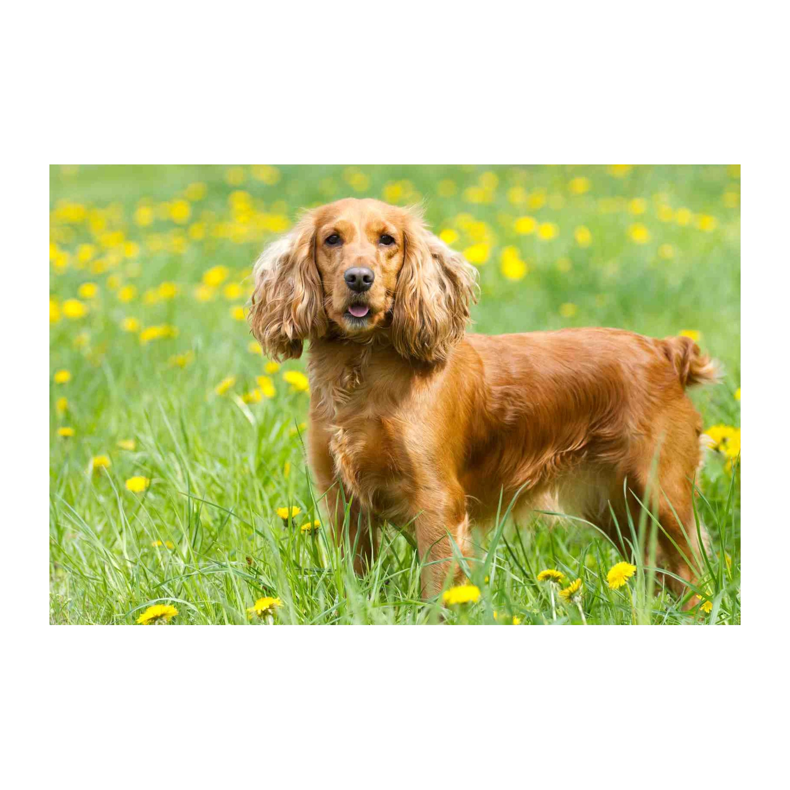 Golden Cocker Spaniel Meadow Wall Art