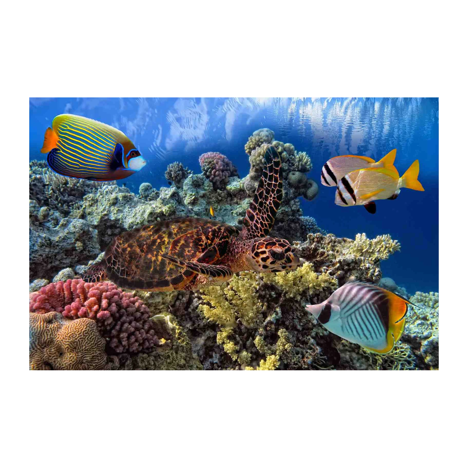 Ocean Turtle & Coral Reef Wall Art