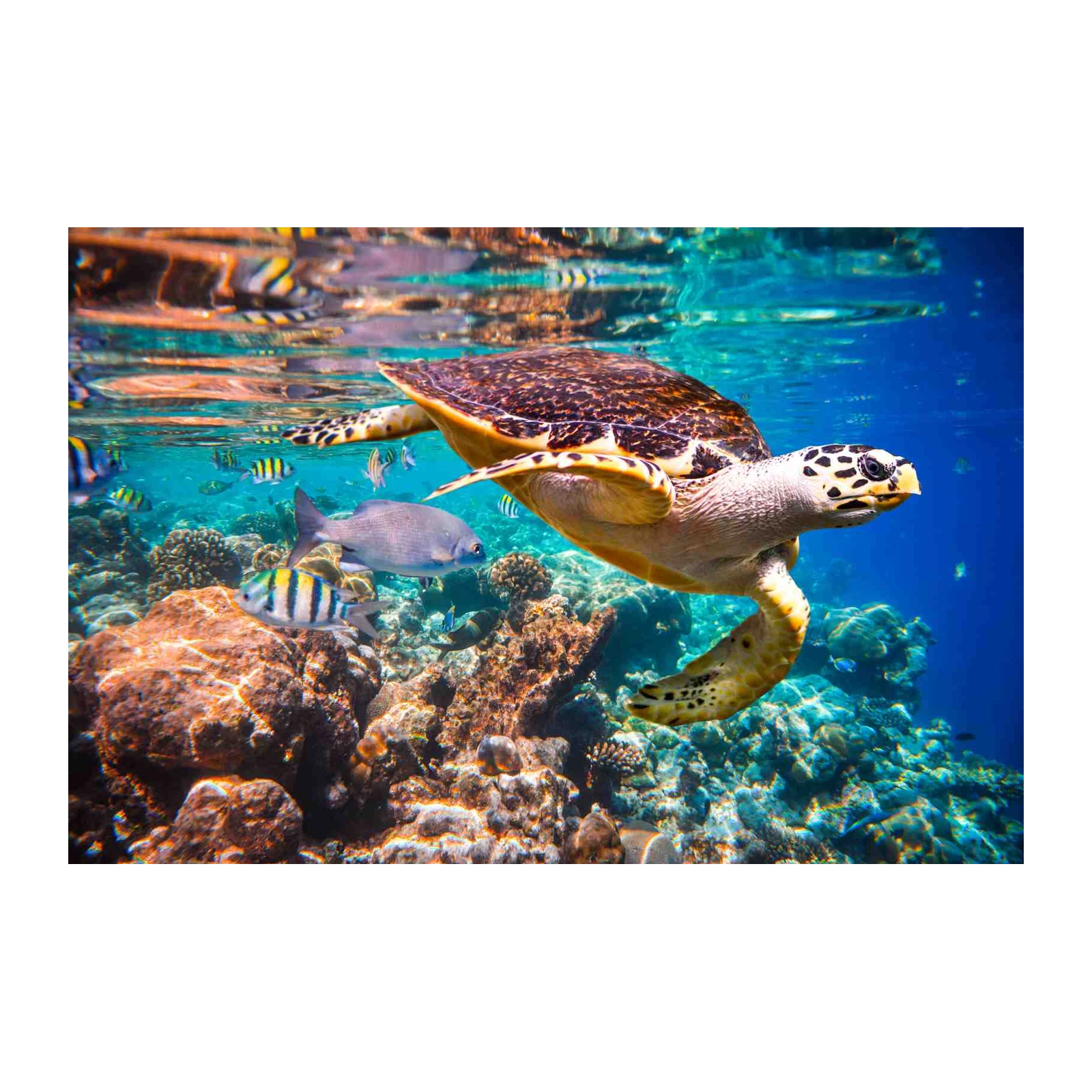 Majestic Sea Turtle & Tropical Fish Wall Art
