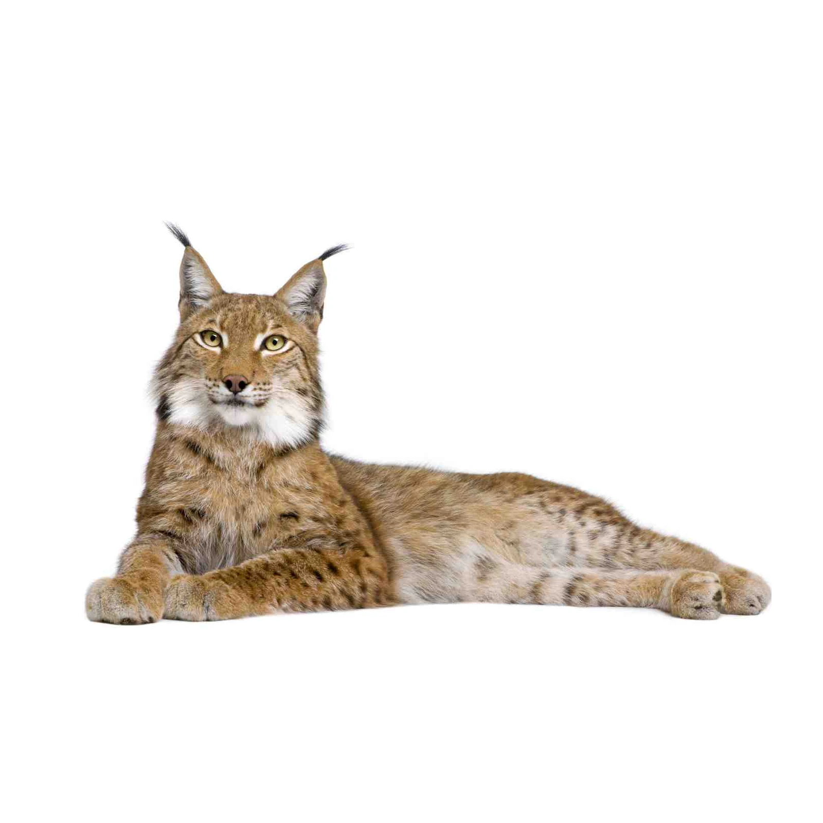 Majestic Lynx Wildlife Portrait Wall Art