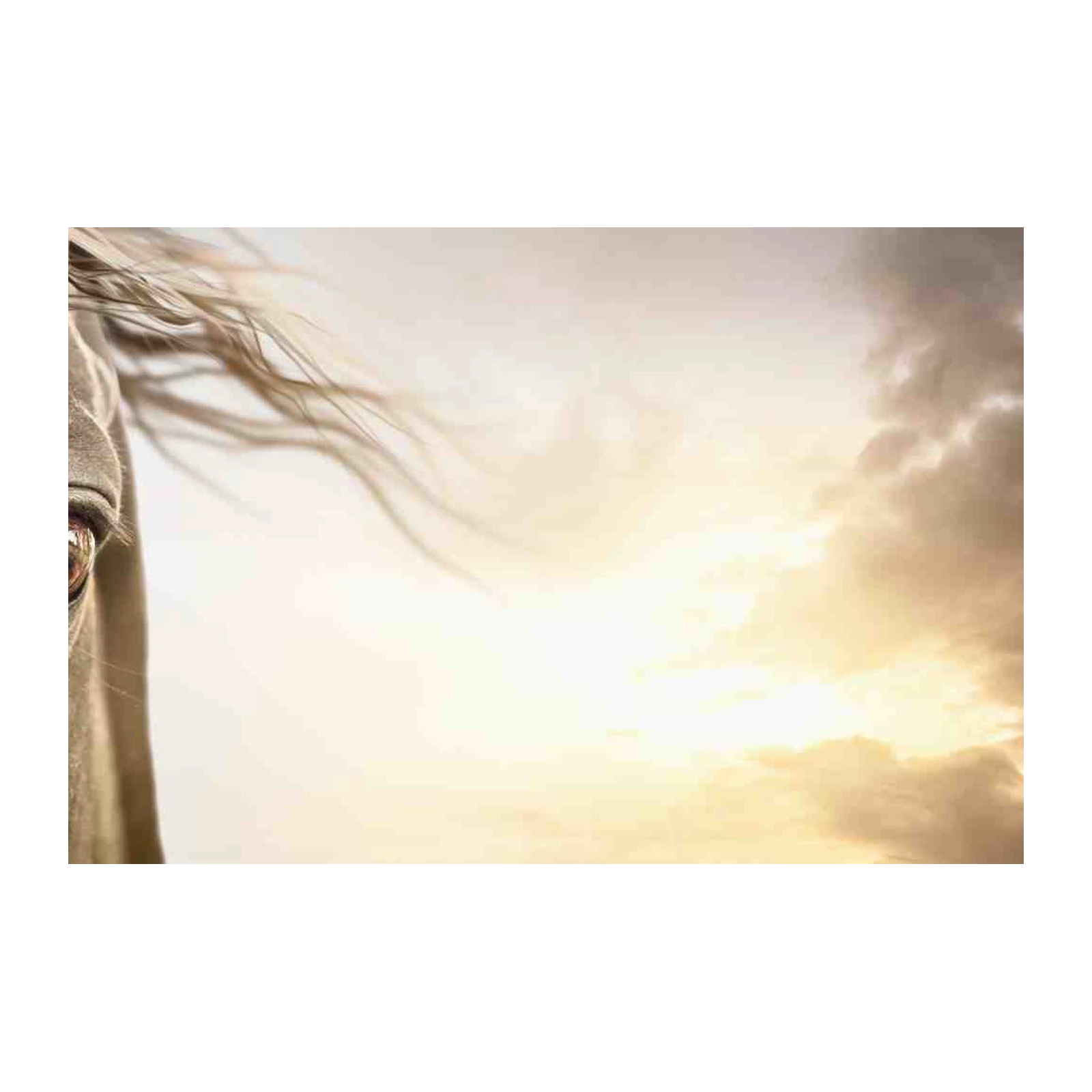 Majestic Horse Eye Serenity Wall Art