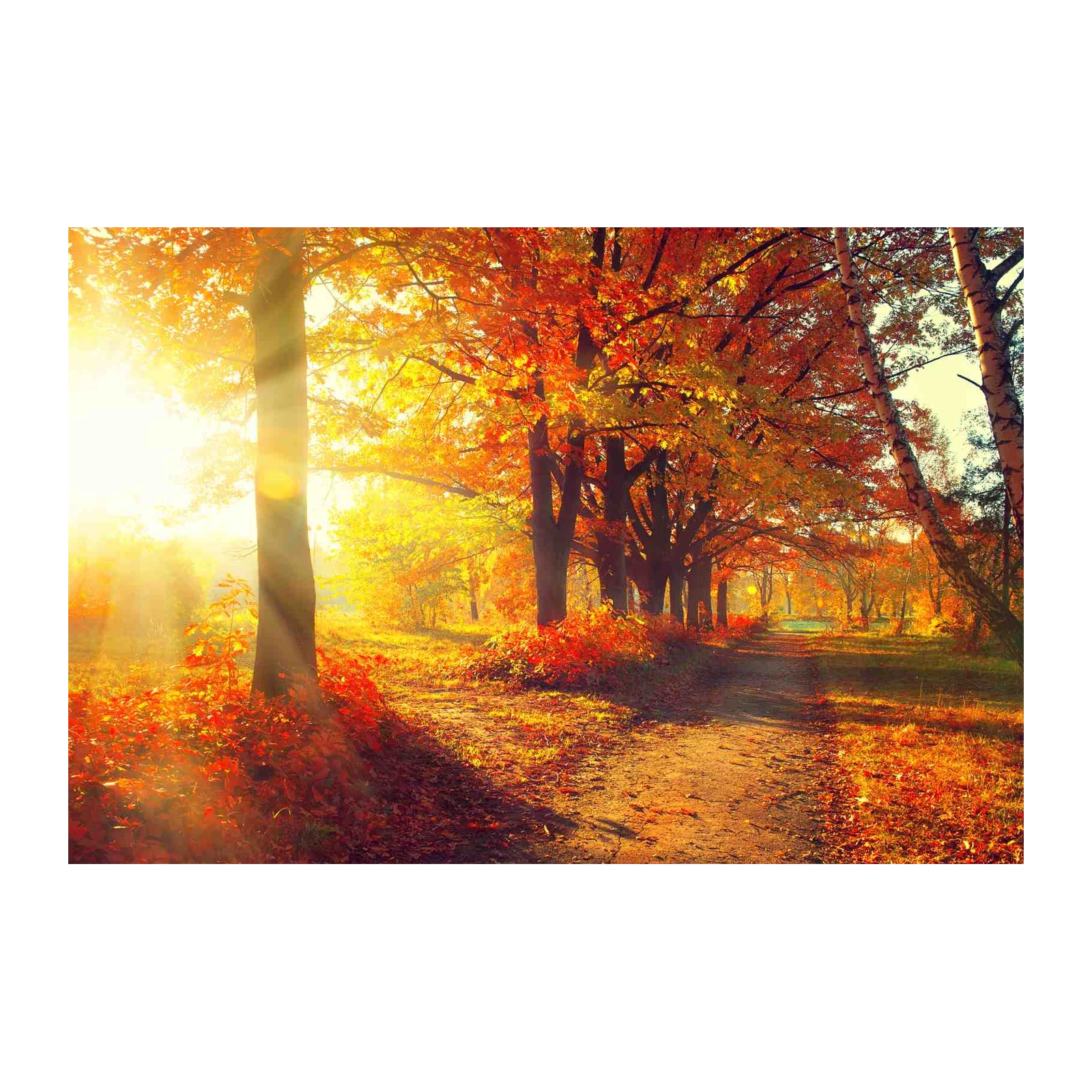 Golden Autumn Path Wall Art