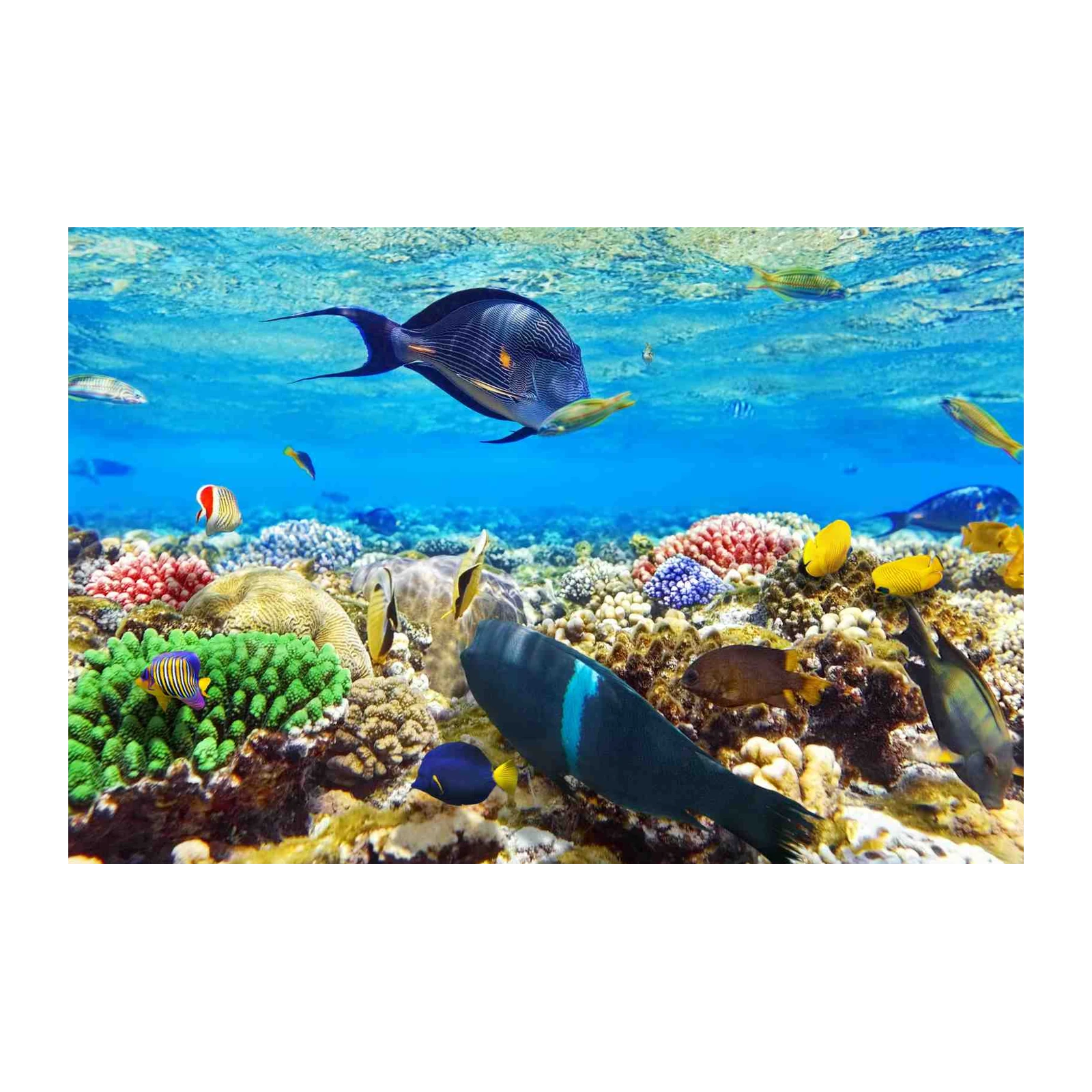 Vibrant Coral Reef Fish Wall Art | Ocean Wall Art