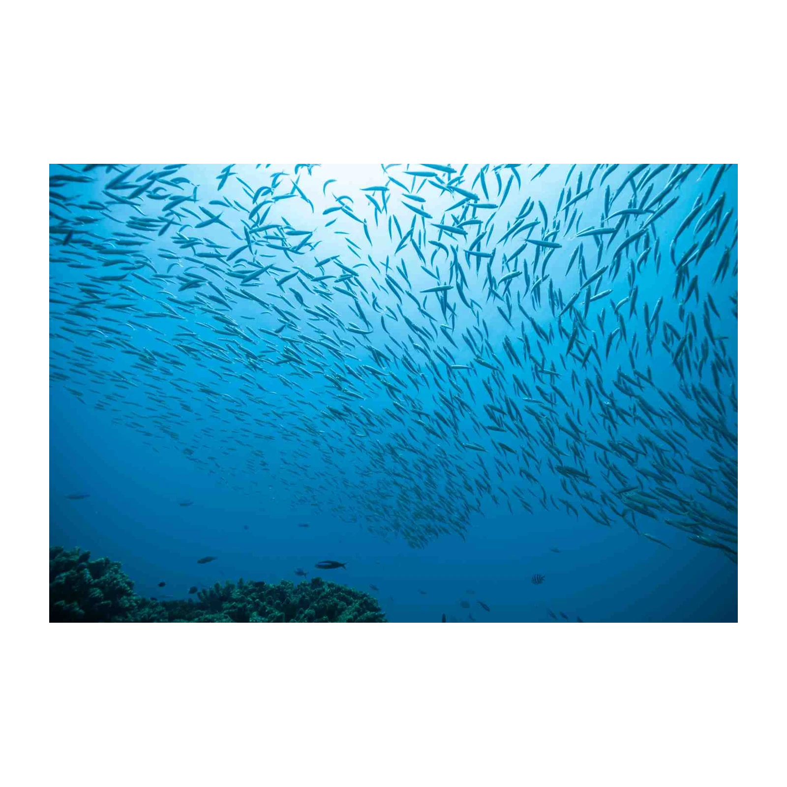 Ocean School of Fish Wall Art
