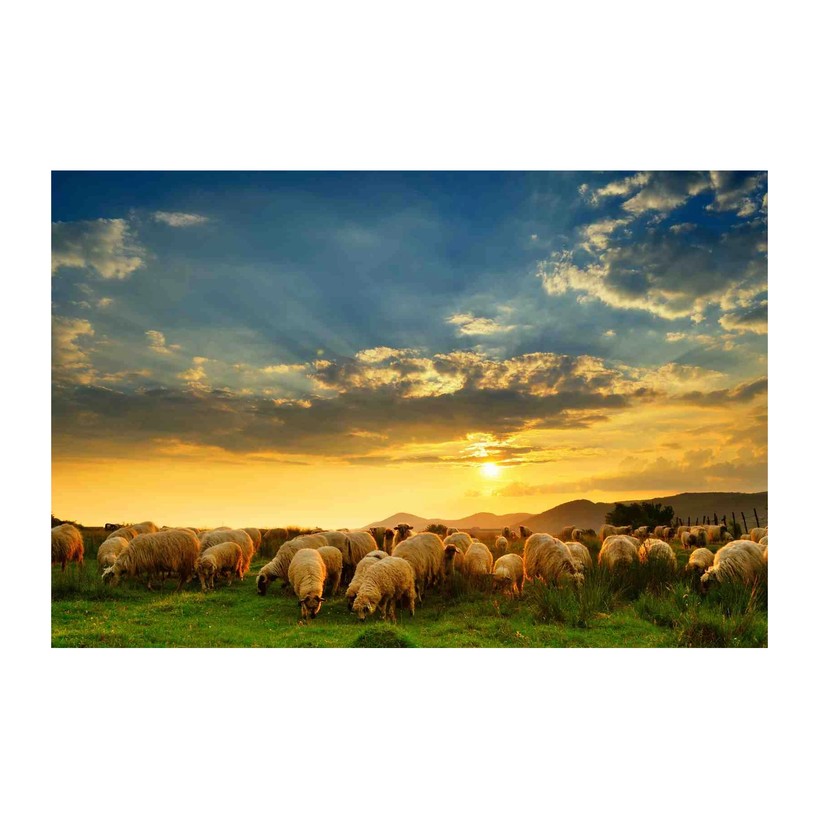 Serene Sunset Sheep Field Wall Art