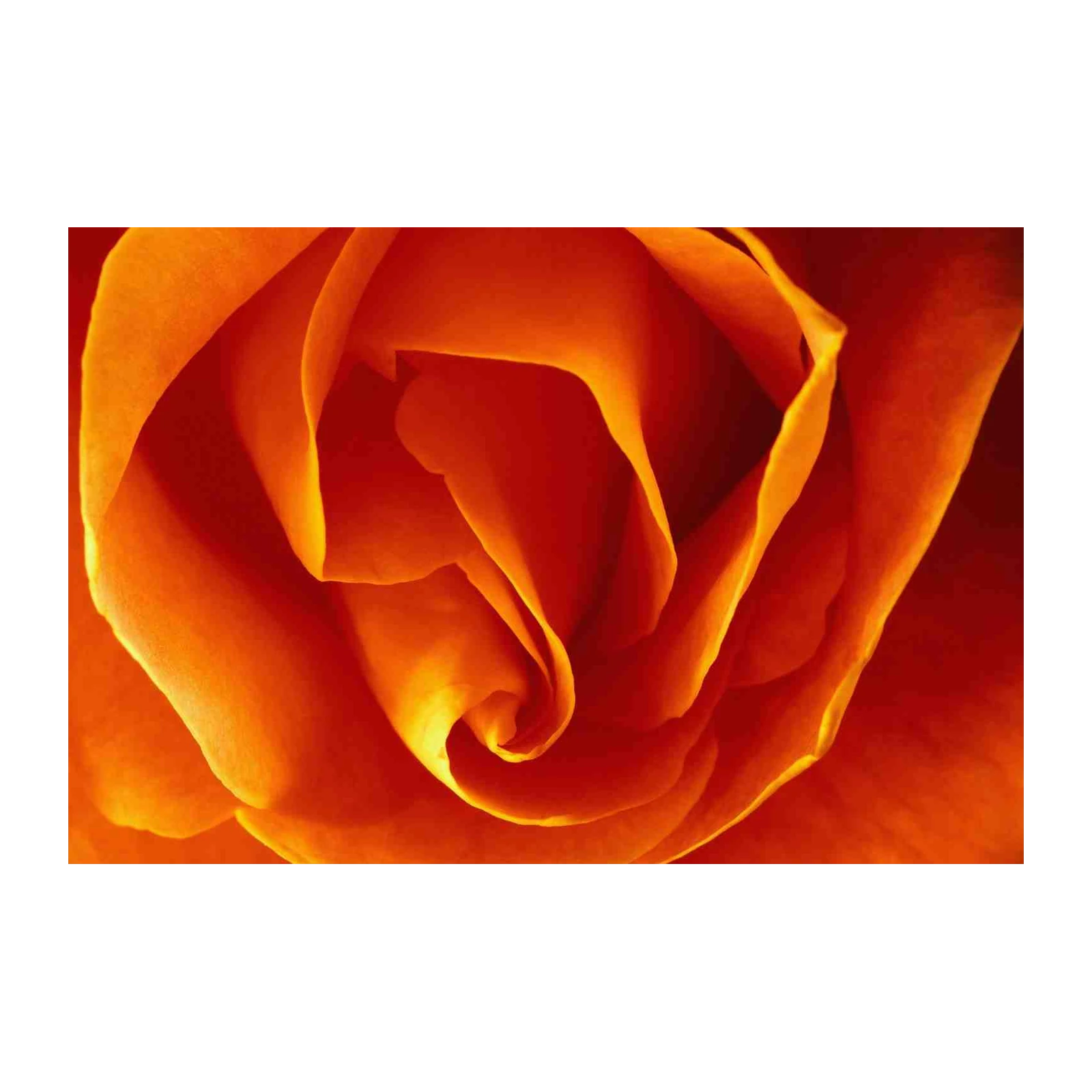 Vibrant Orange Rose Macro Wall Art Wall Art