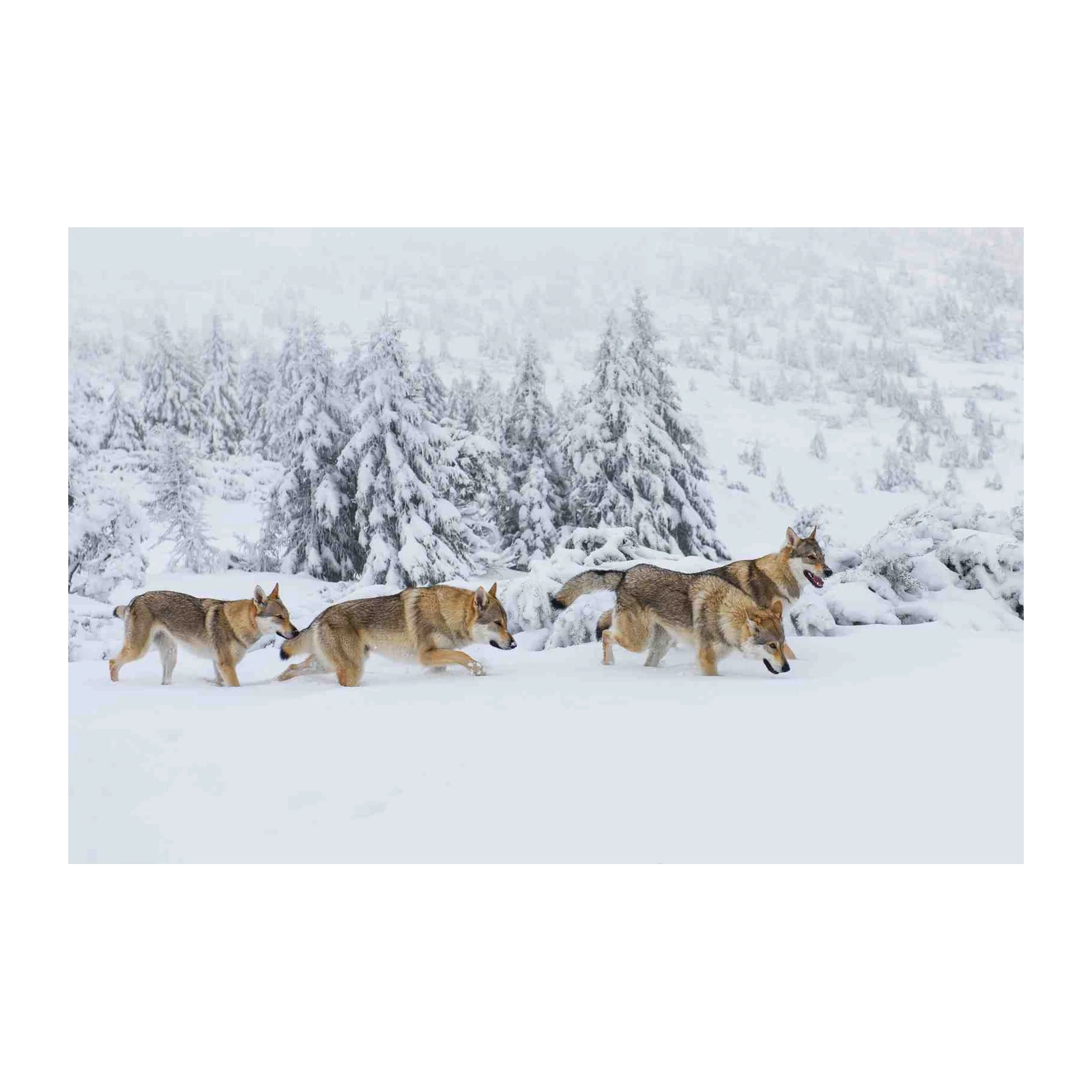 Wolf Pack Winter Wonder Wall Art