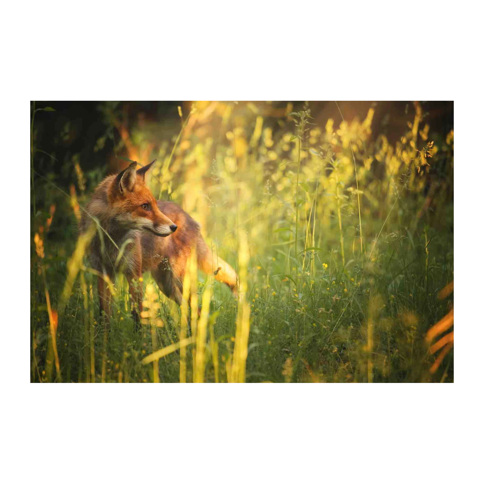 Enchanting Fox in Golden Hour Wall Art