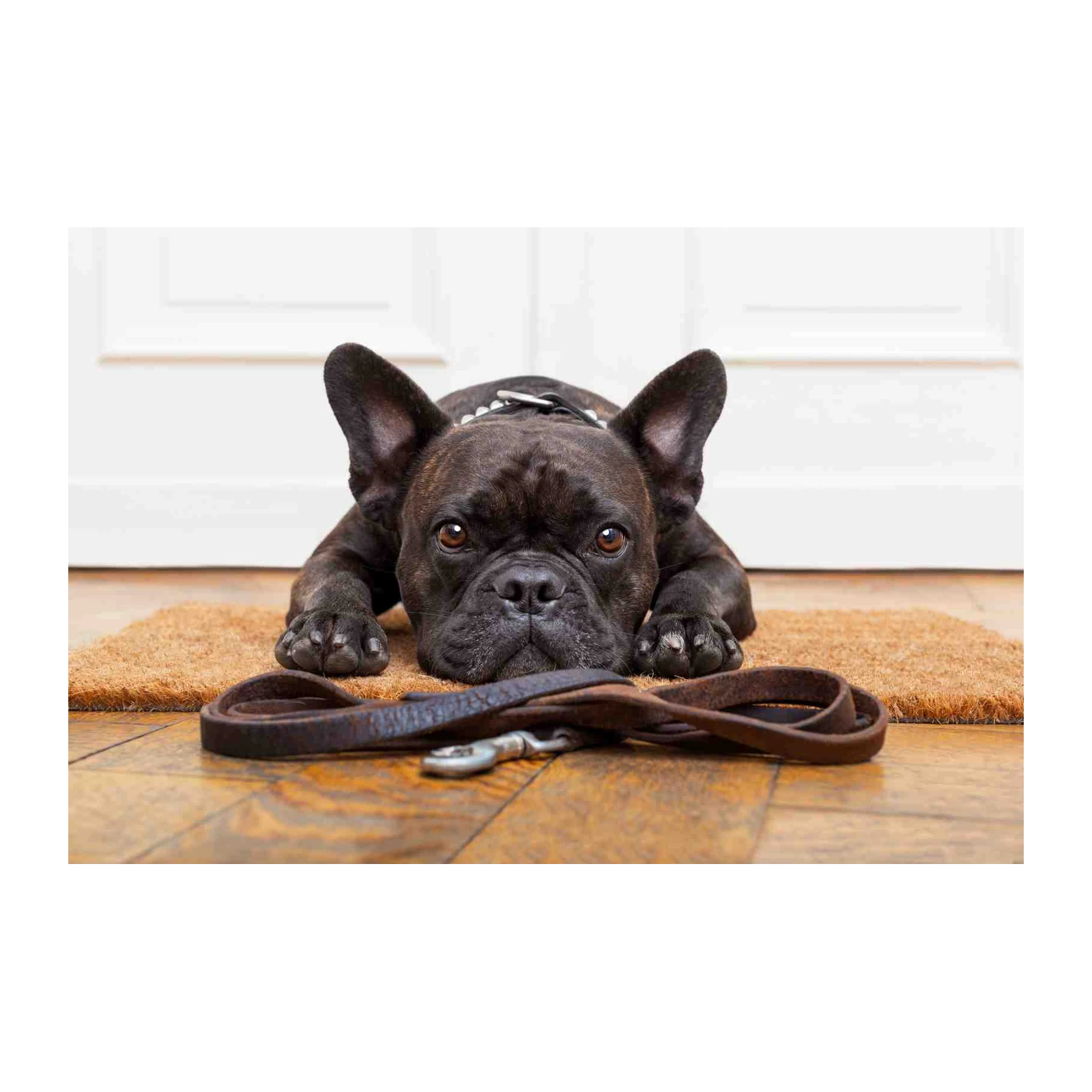 Adorable French Bulldog Waiting for Walk Wall Art