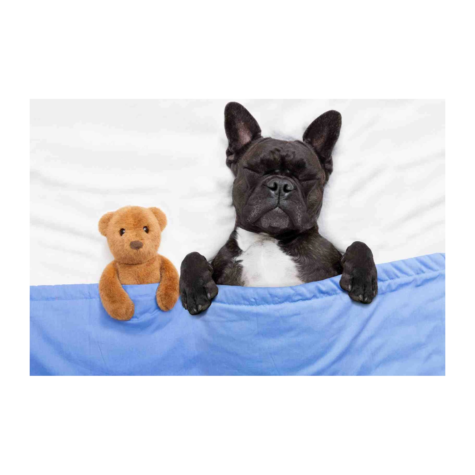 French Bulldog Cozy Sleep Wall Art