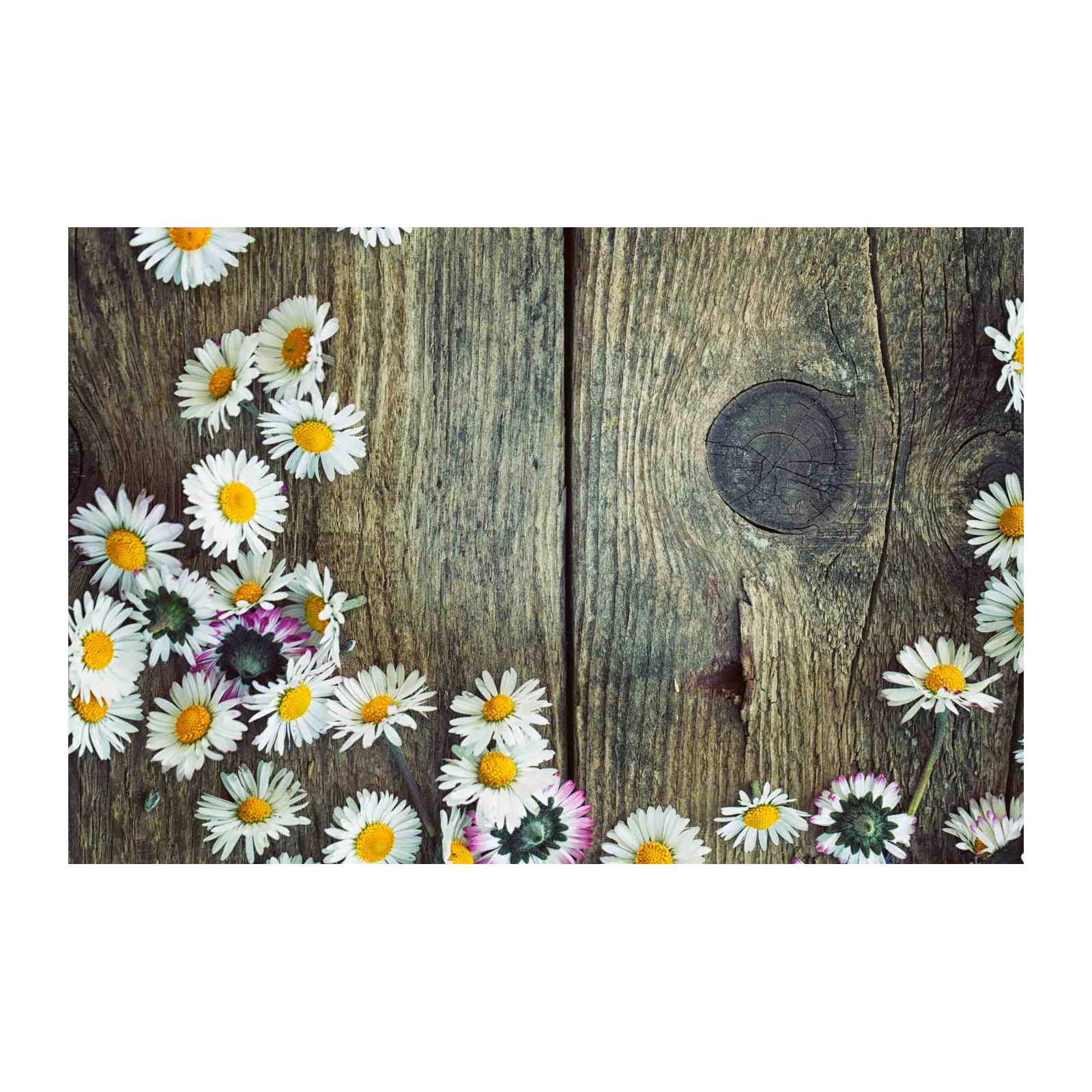 Rustic Daisy Floral Wooden Background Wall Art