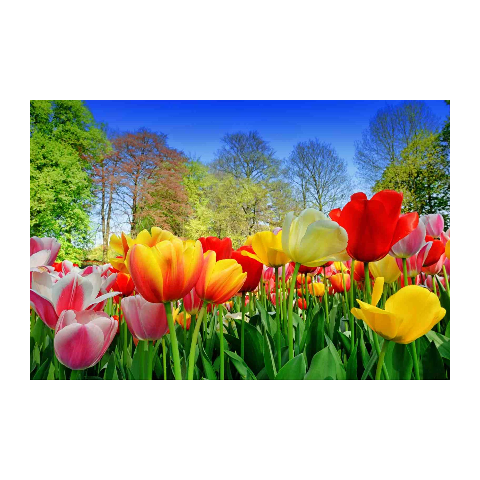 Vibrant Tulip Garden Wall Art