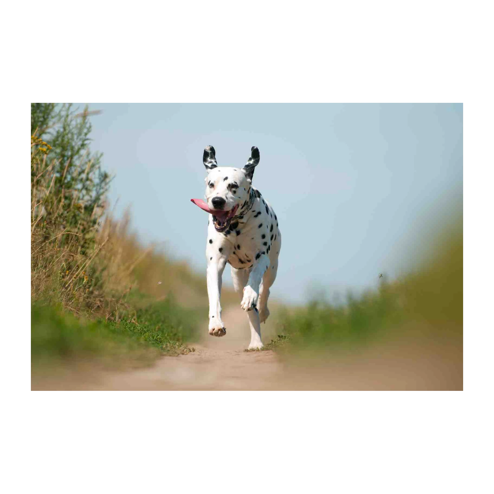 Joyful Dalmatian Running Free Wall Art