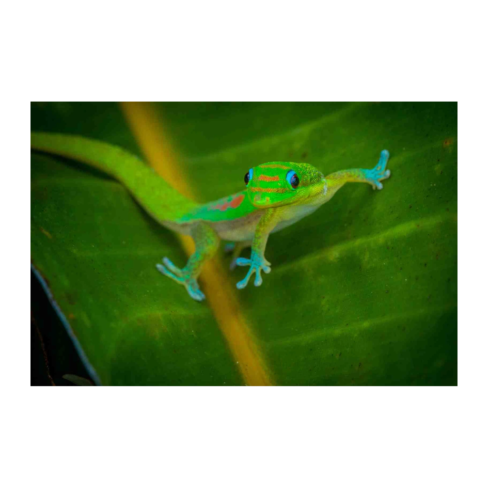 Vibrant Gecko Nature Macro Wall Art