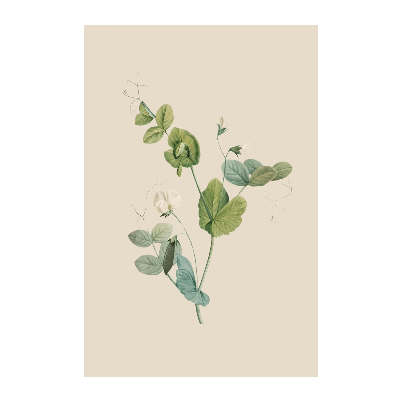 Vintage Sweet Pea Botanical Art Wall Art