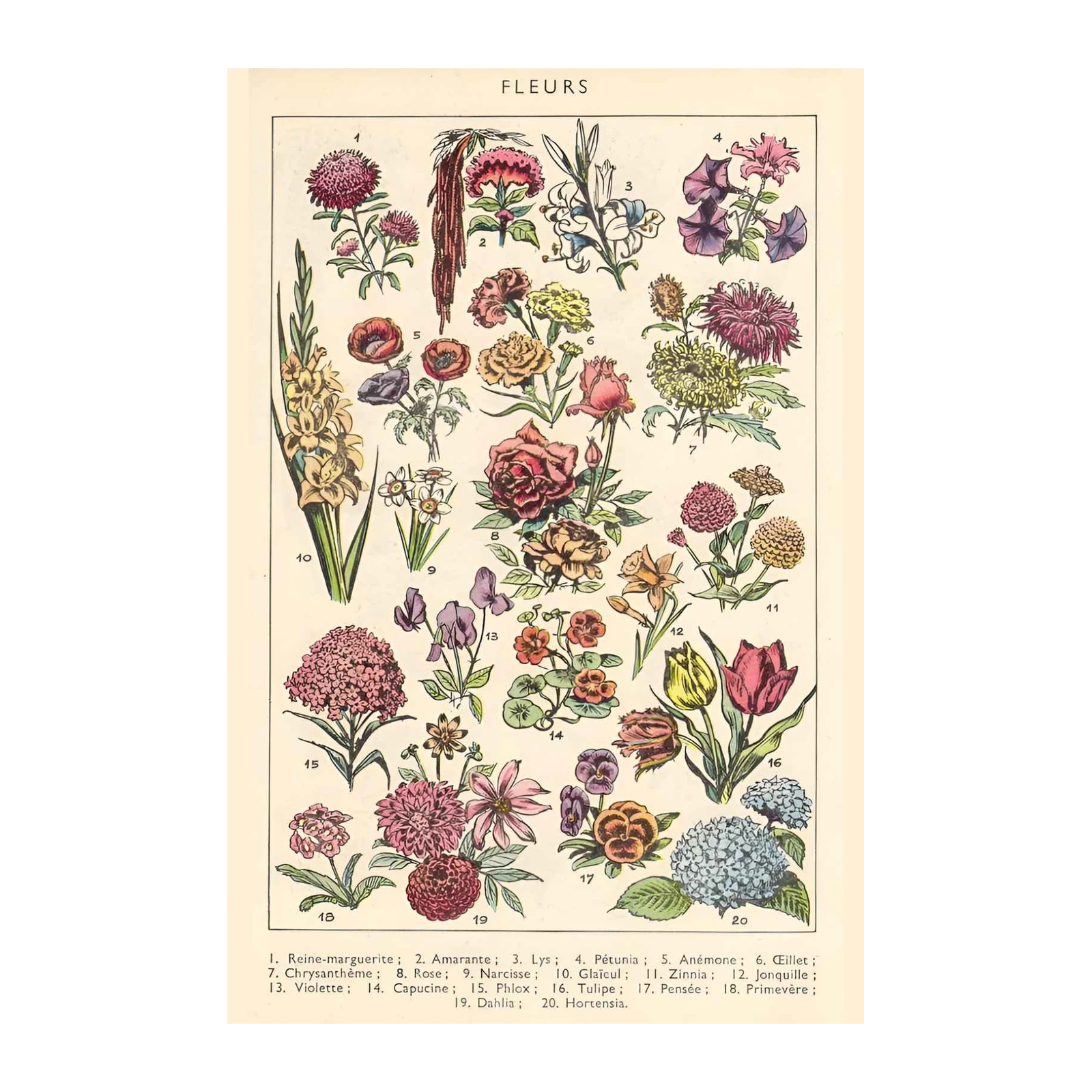 Vintage Botanical Floral Illustration Wall Art