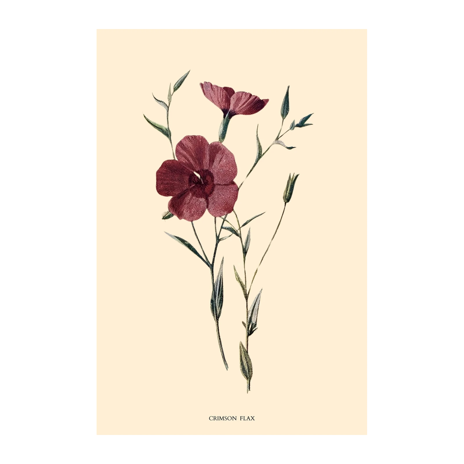 Crimson Flax Botanical Art Wall Art