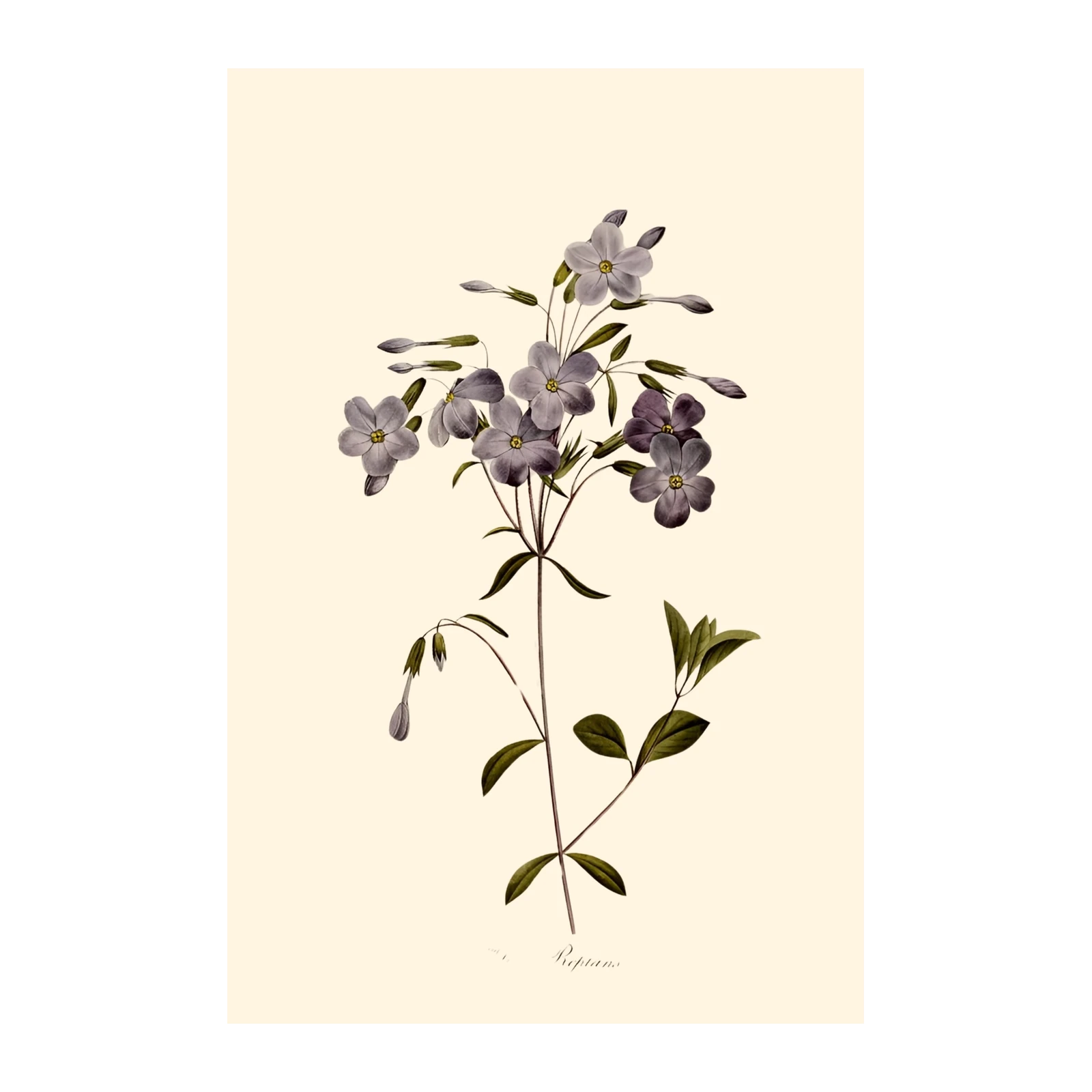 Vintage Purple Flower Botanical Wall Art
