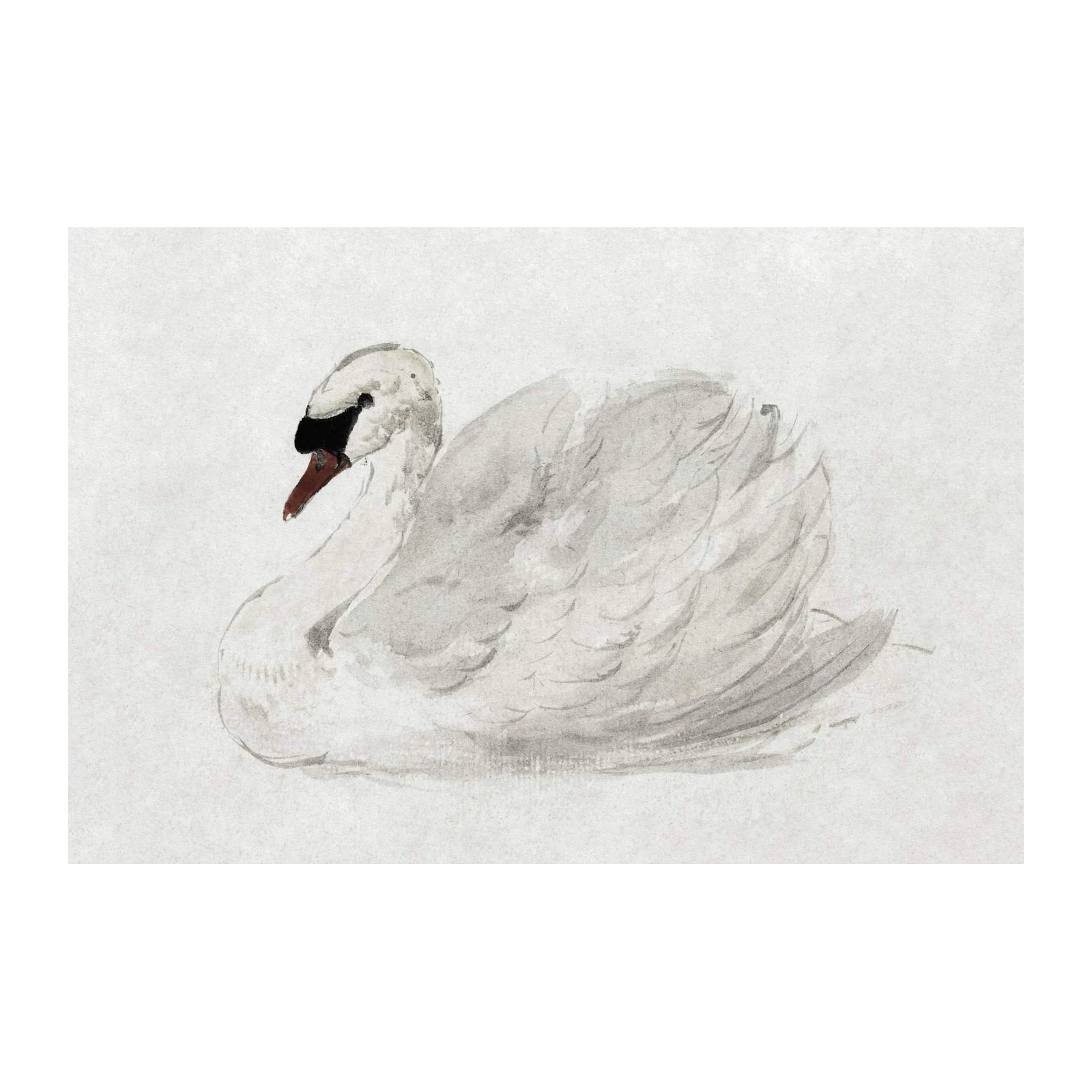 Serene Swan Watercolor Wall Art
