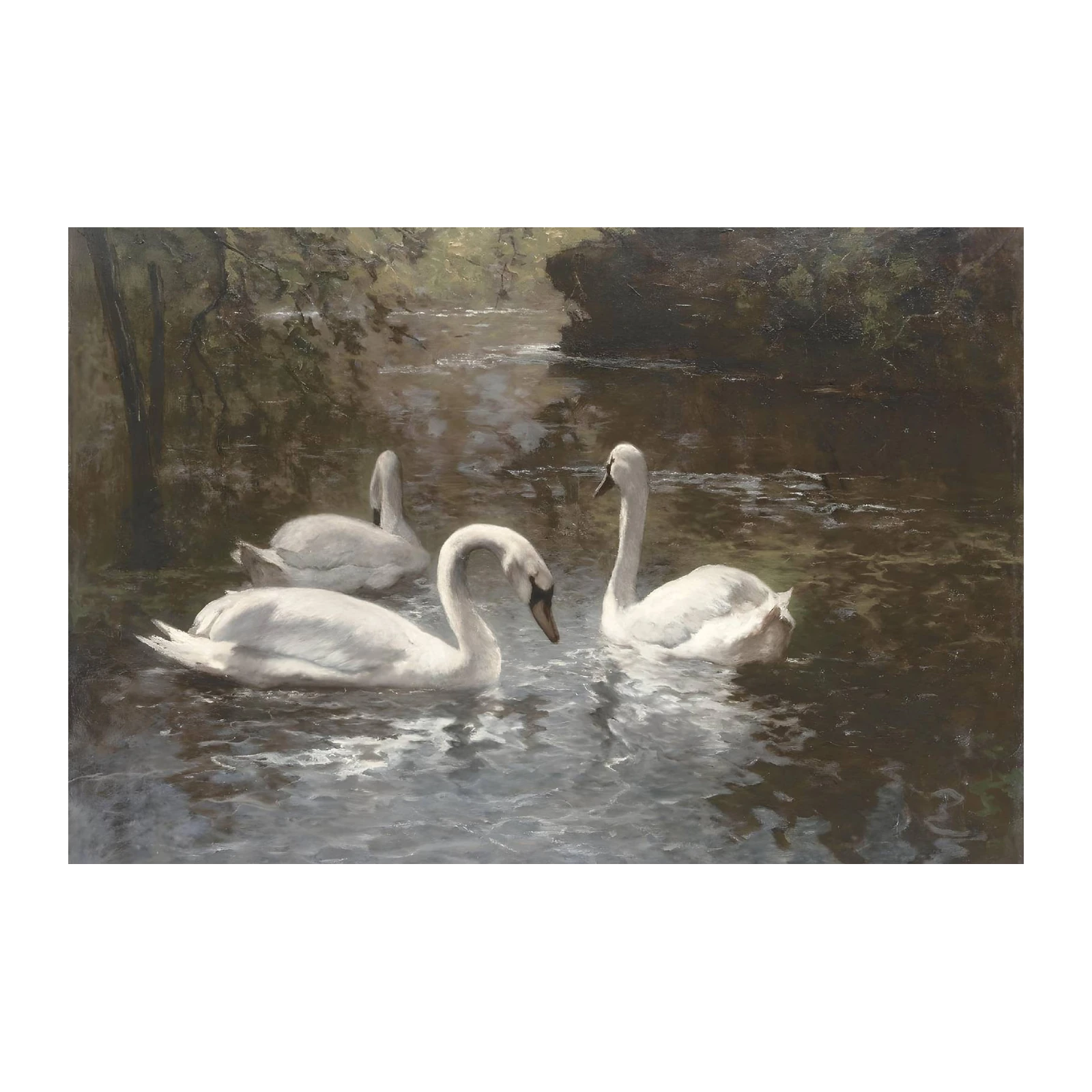 Serene Swans on Water Wall Art