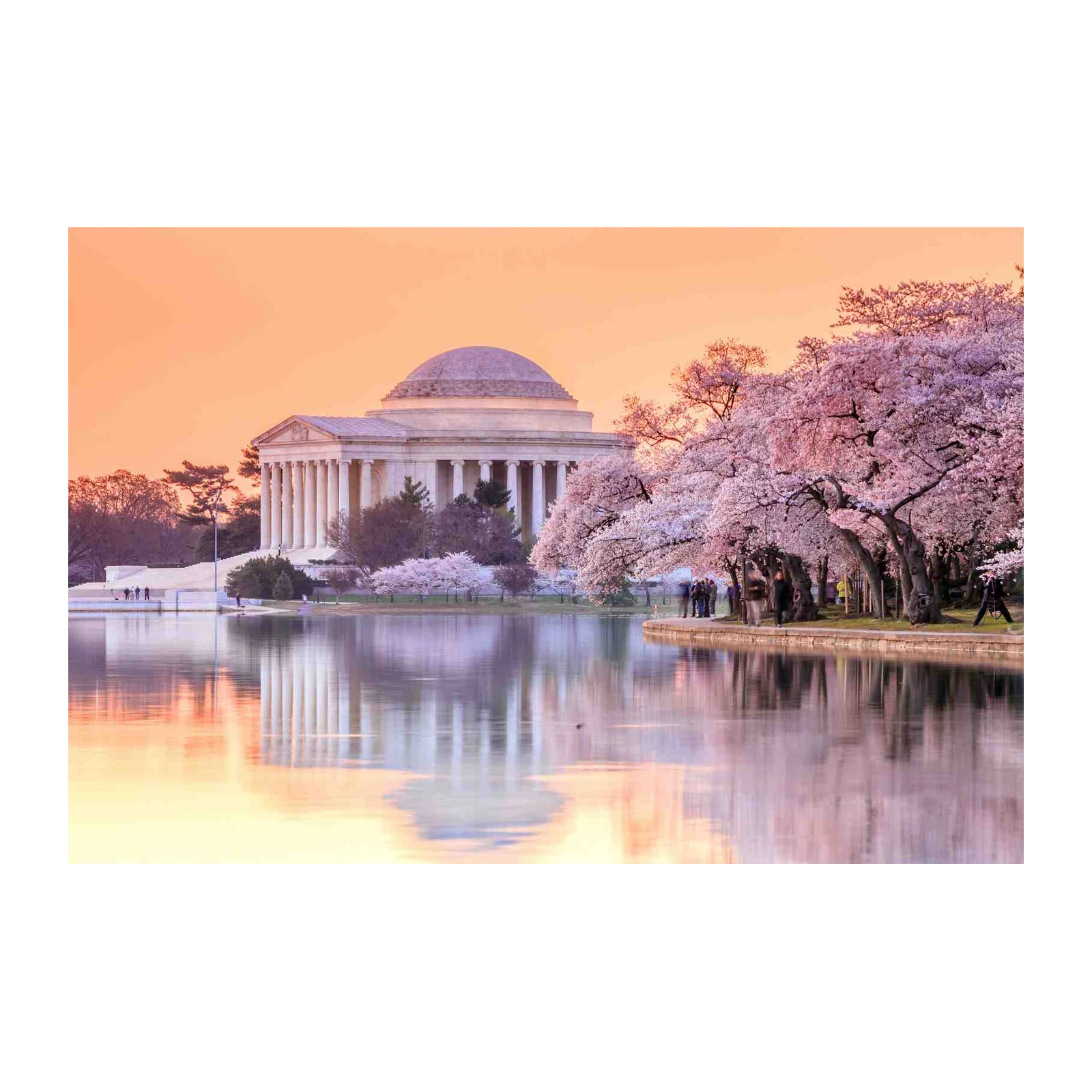 Jefferson Memorial Cherry Blossoms Wall Art